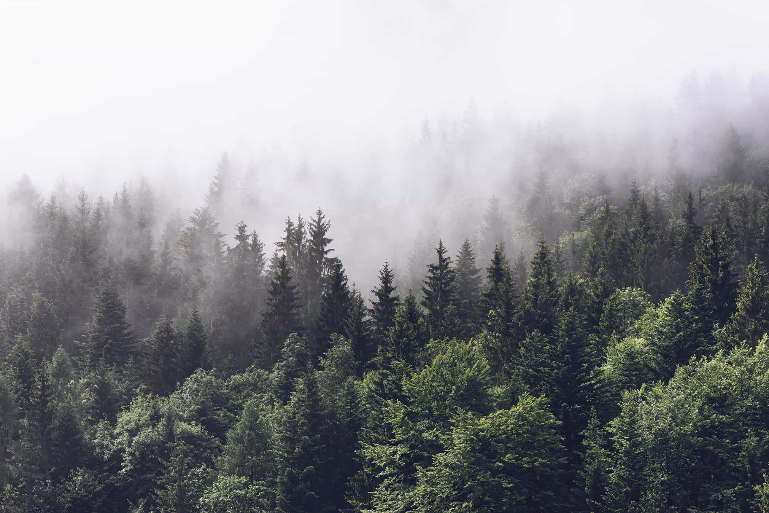 Evergreen Forest in Misty Clouds Wall Mural