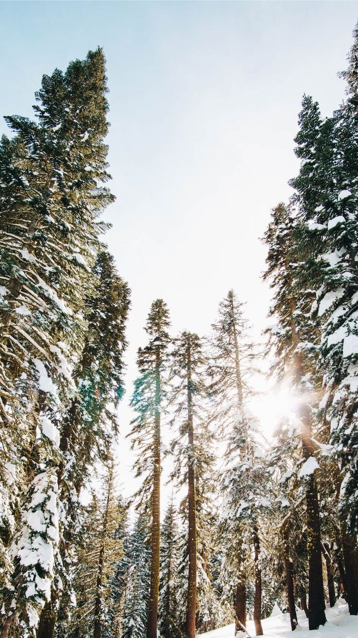 Download Overwatch Live Wallpaper Android For Your Forest Winter HD Wallpaper