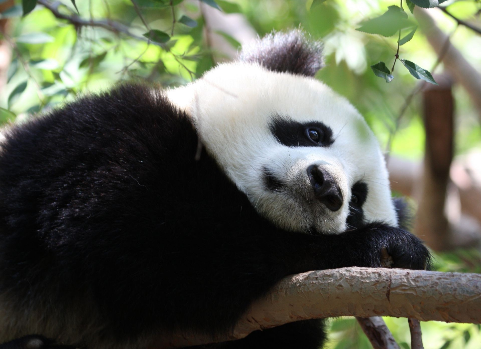 Cute Sad Panda Image