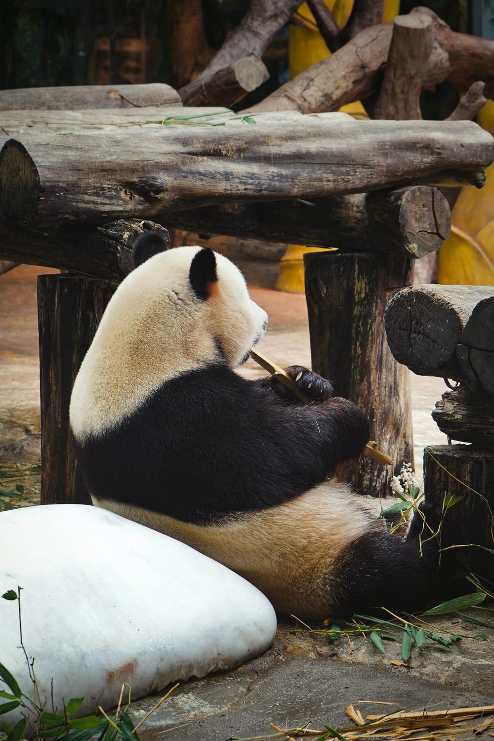 Pandas Picture. Download Free Image