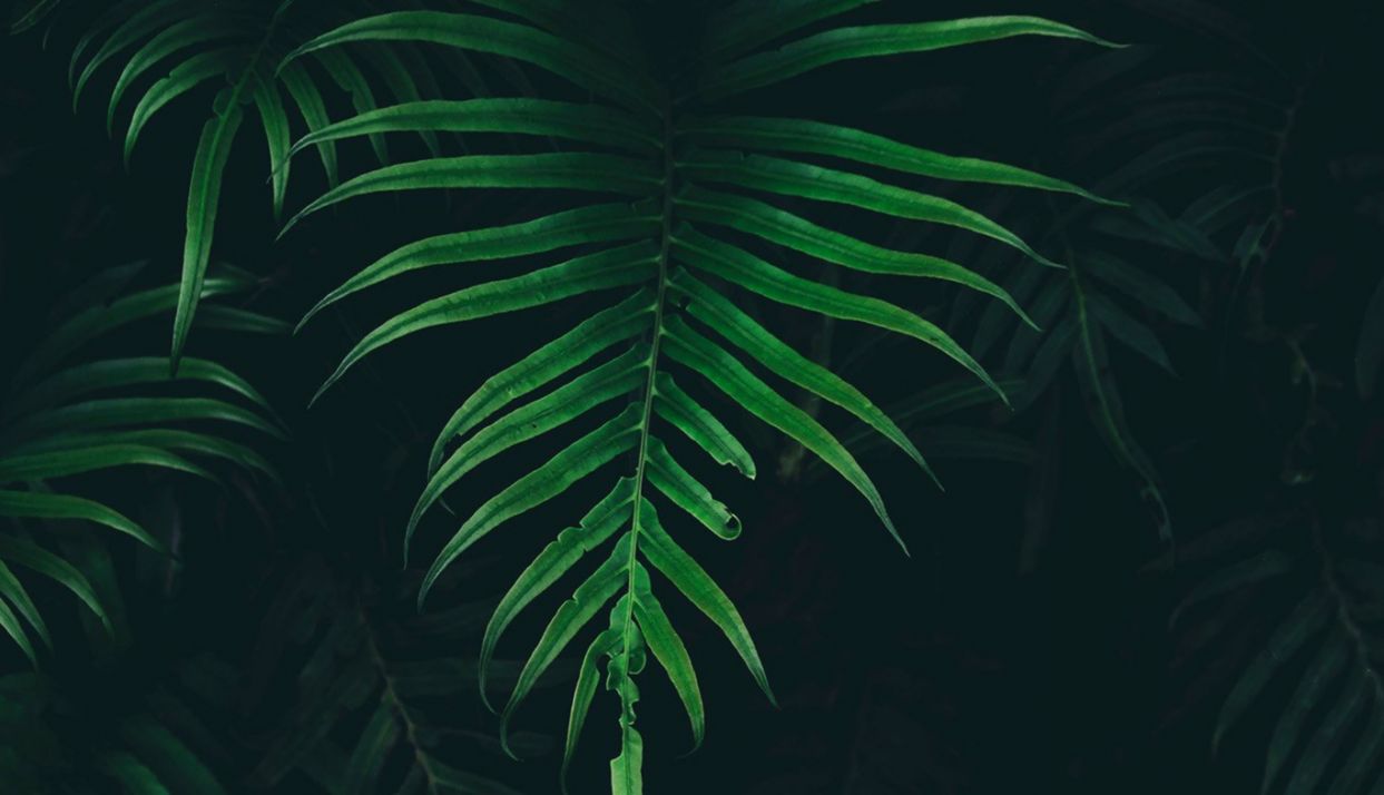 Palm Leaves Desktop Wallpaper