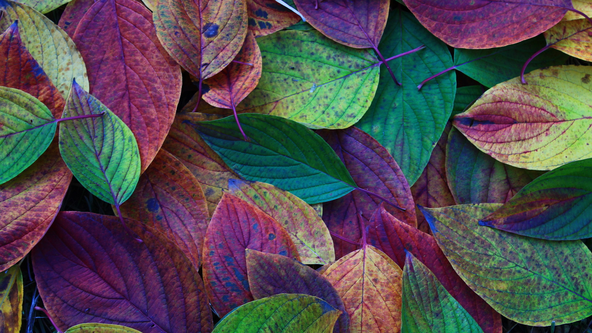 Leaf Desktop Wallpapers - Wallpaper Cave