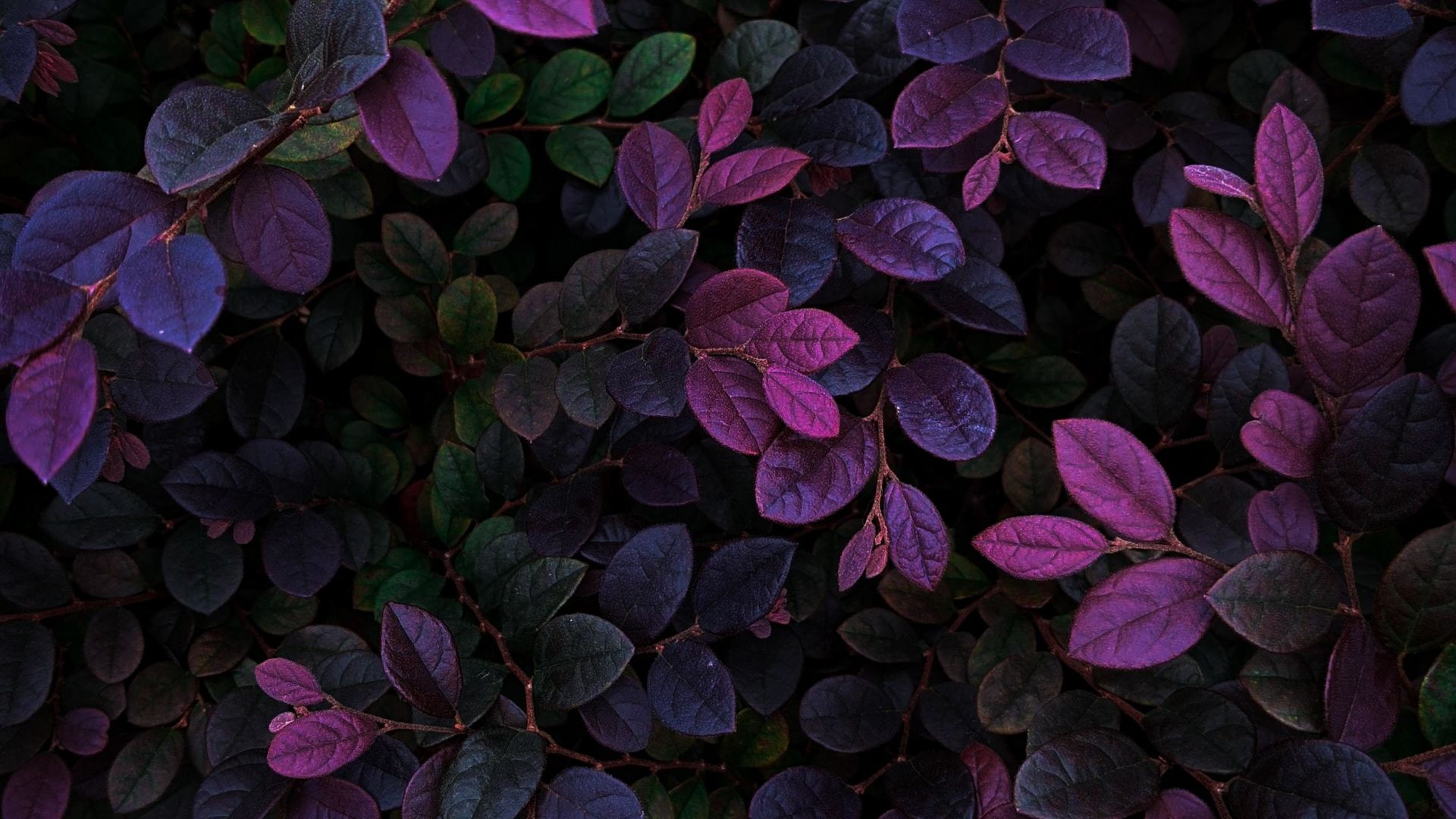 Desktop wallpaper violet leaves, veins, branches, plants, HD image, picture, background, 2e0e01