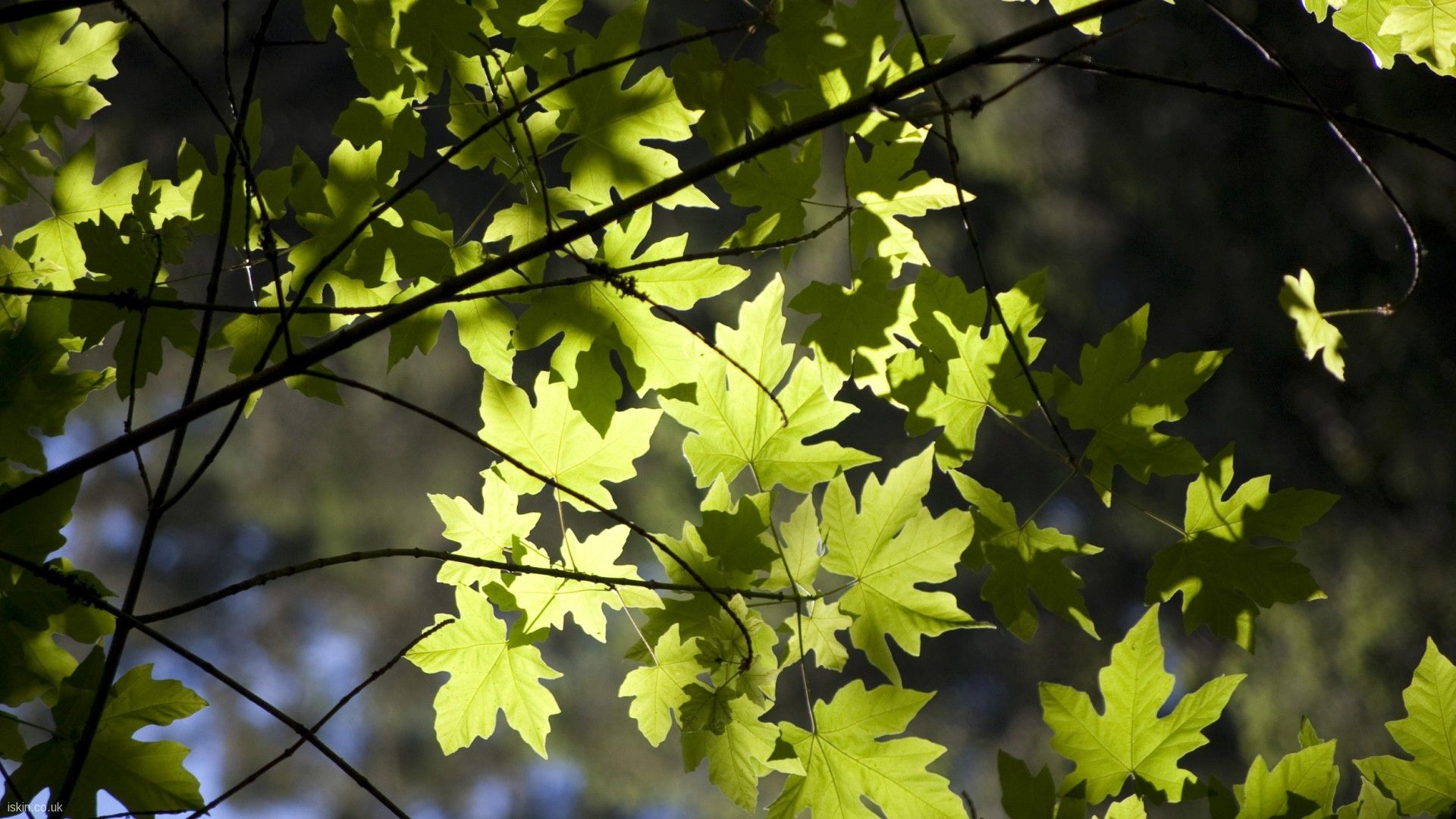 Nature: Summer Leaves, desktop wallpaper nr. 58498