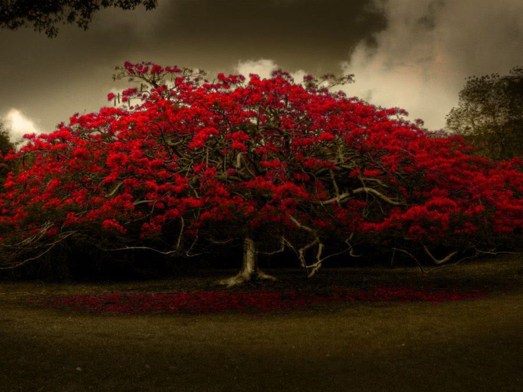 Pretty. Red tree, Tree HD wallpaper, Fantasy gardens