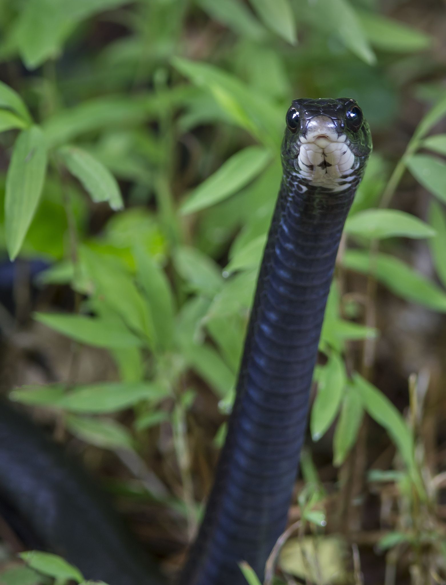 Black Racer. Reptiles and amphibians, Rat snake, Cute snake