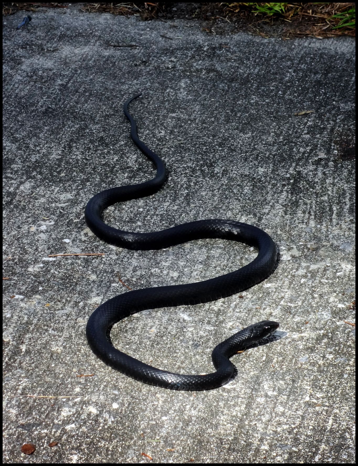 Black racer snake at Okefenokee, GA. Snake, Beautiful creatures, Black racer