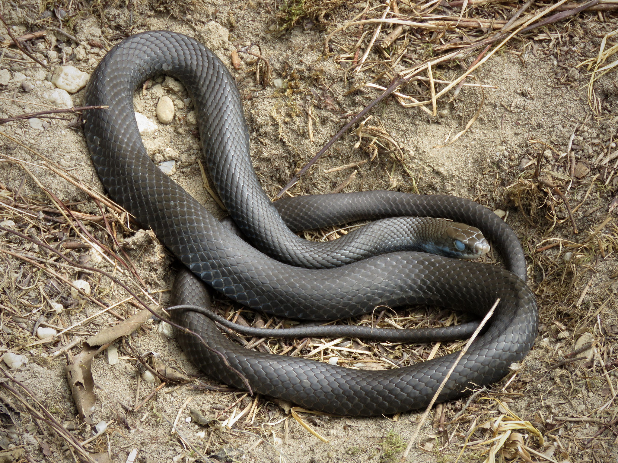 Maryland Biodiversity Project Black Racer (Coluber constrictor constrictor)