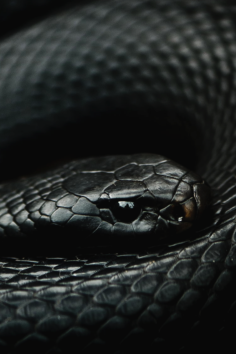 The mystery of the Mother's Medicine appears in innumerable ways. we must remain alert and prepared for the moment she reveals. Slytherin, Snake, Black python