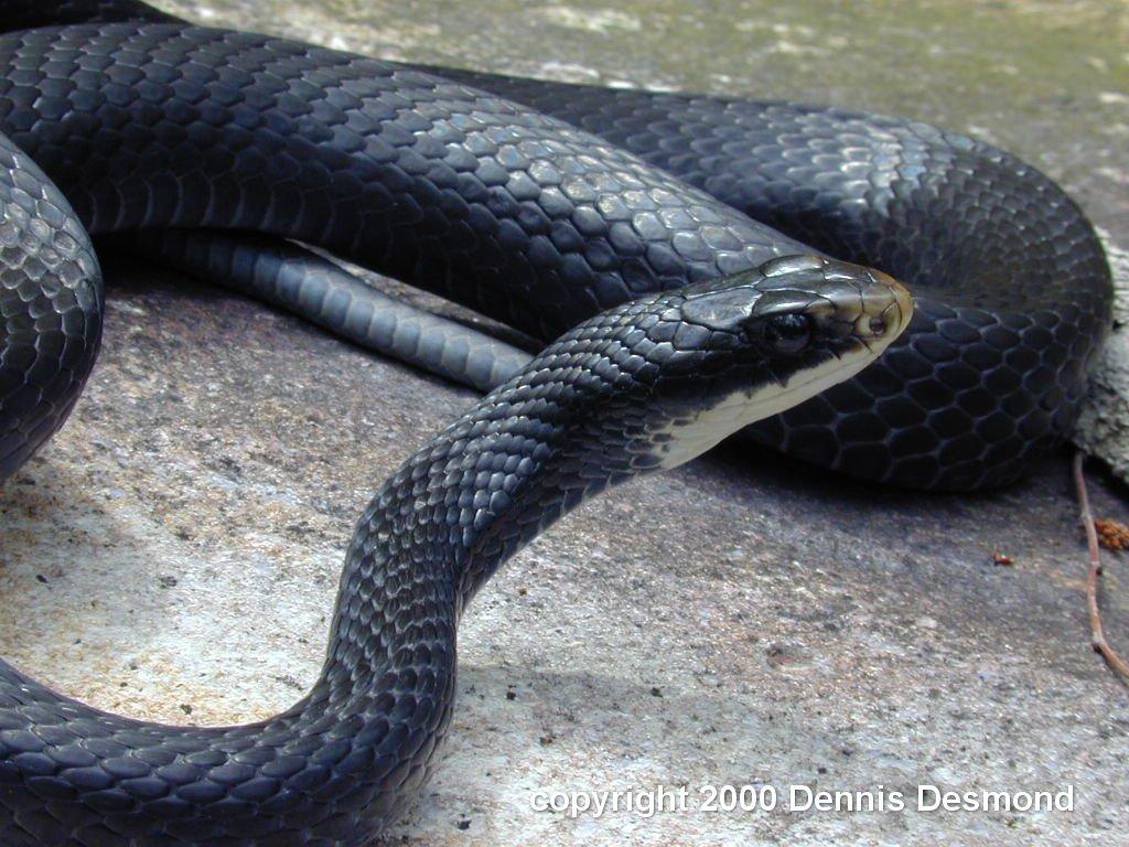 Free download Black Snake Picture 26377 HD Wallpaper in Animals Imagecicom [1024x768] for your Desktop, Mobile & Tablet. Explore Black Snake Wallpaper. Cool Snake Wallpaper, Snake Wallpaper, Live Snake Wallpaper