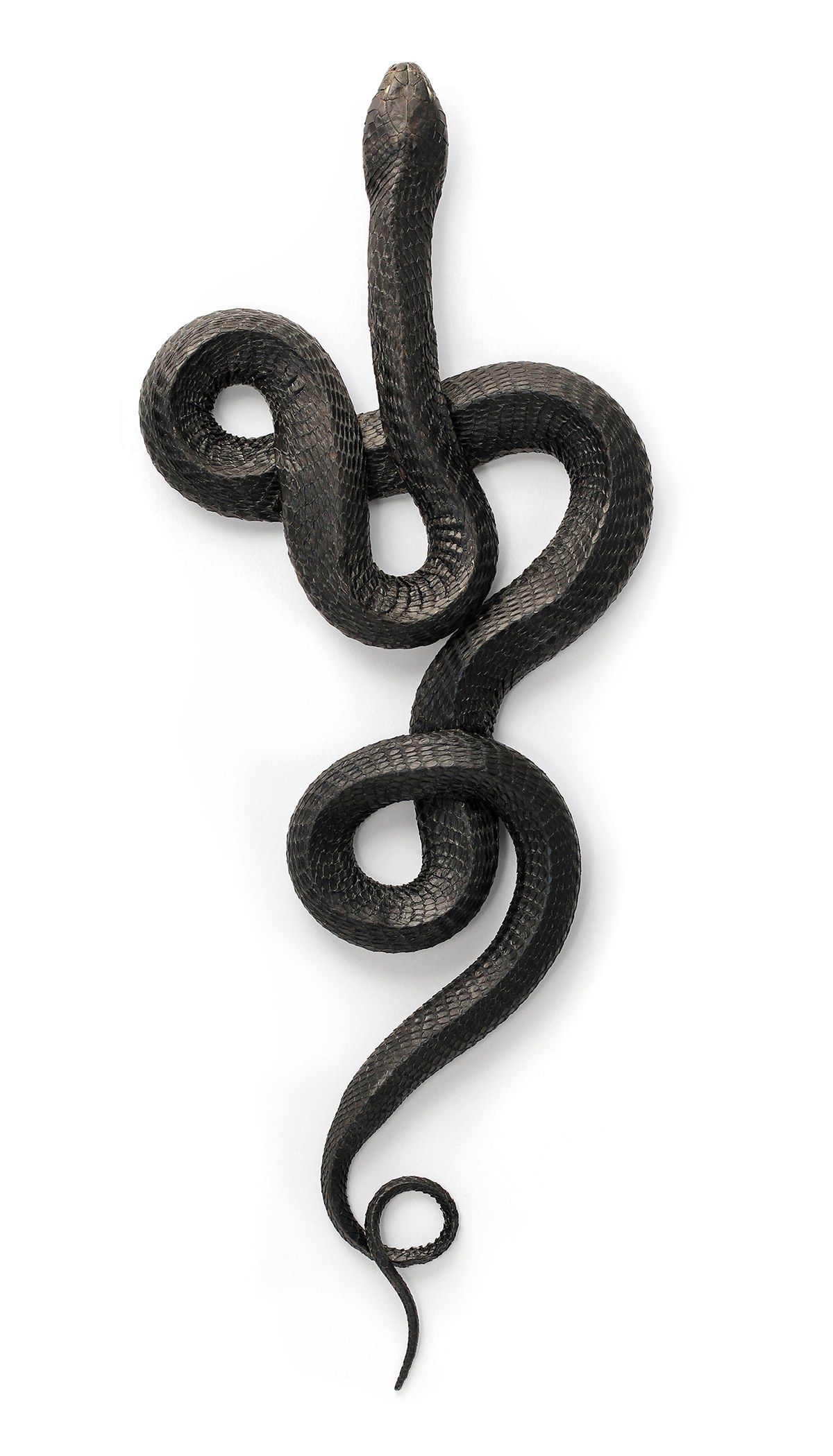 Amazing Photo Reveal How the Natural World Copies Itself. Snake drawing, Snake tattoo, Snake