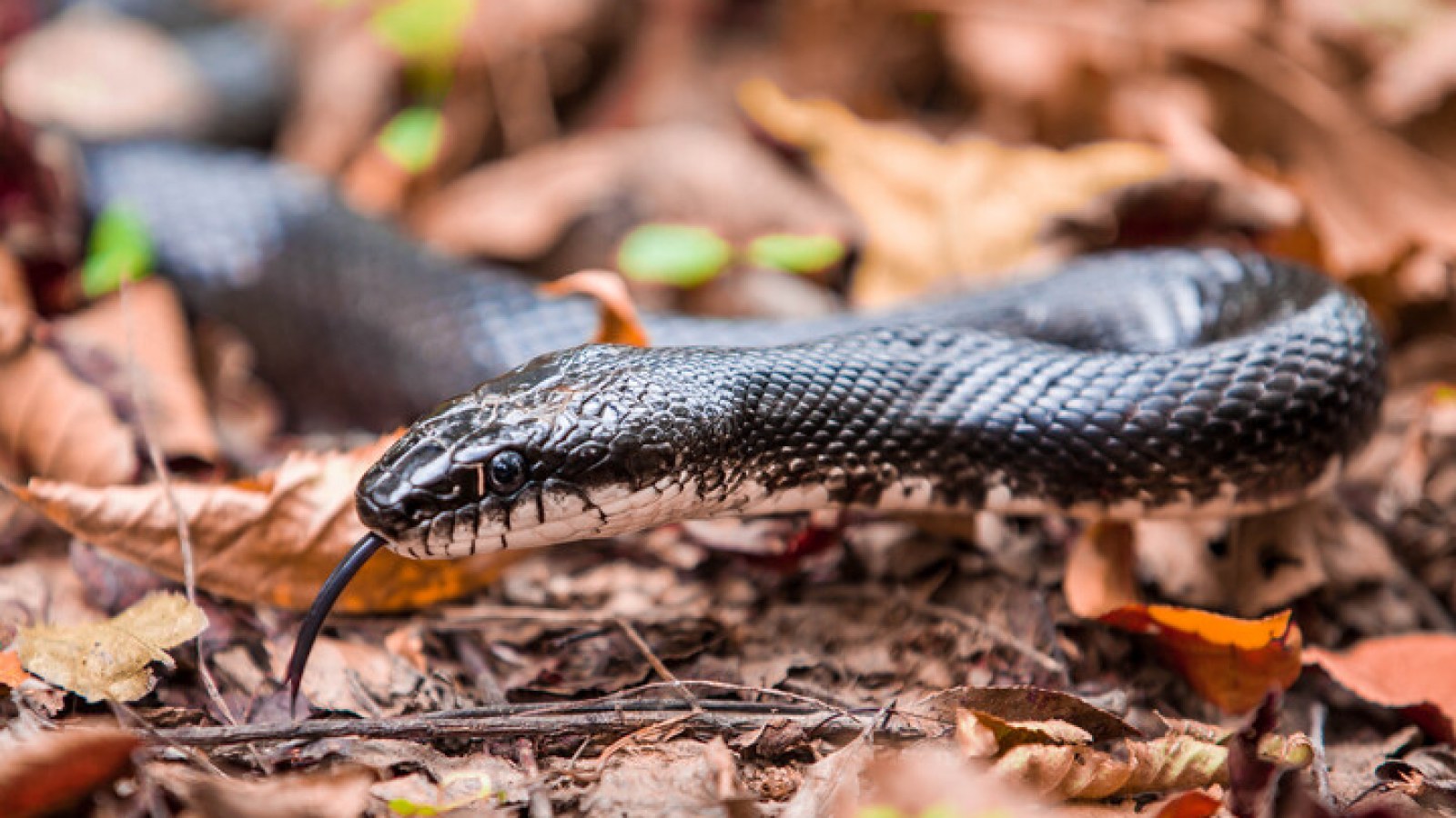 Massive Snake Hanging from Tree in Pennsylvania Park Sparks Public Alert