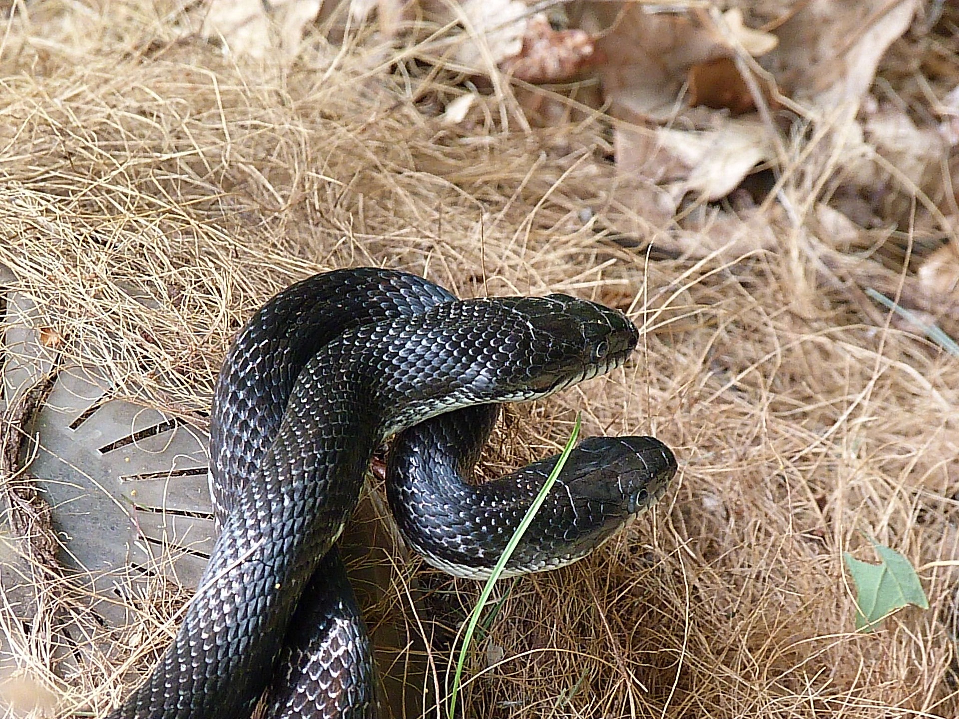Carolina Pest. What To Do When You Find A Snake In Charlotte