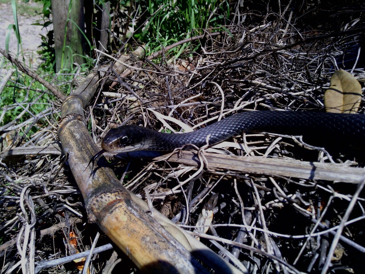 View 20 Florida Black Snake Eggs