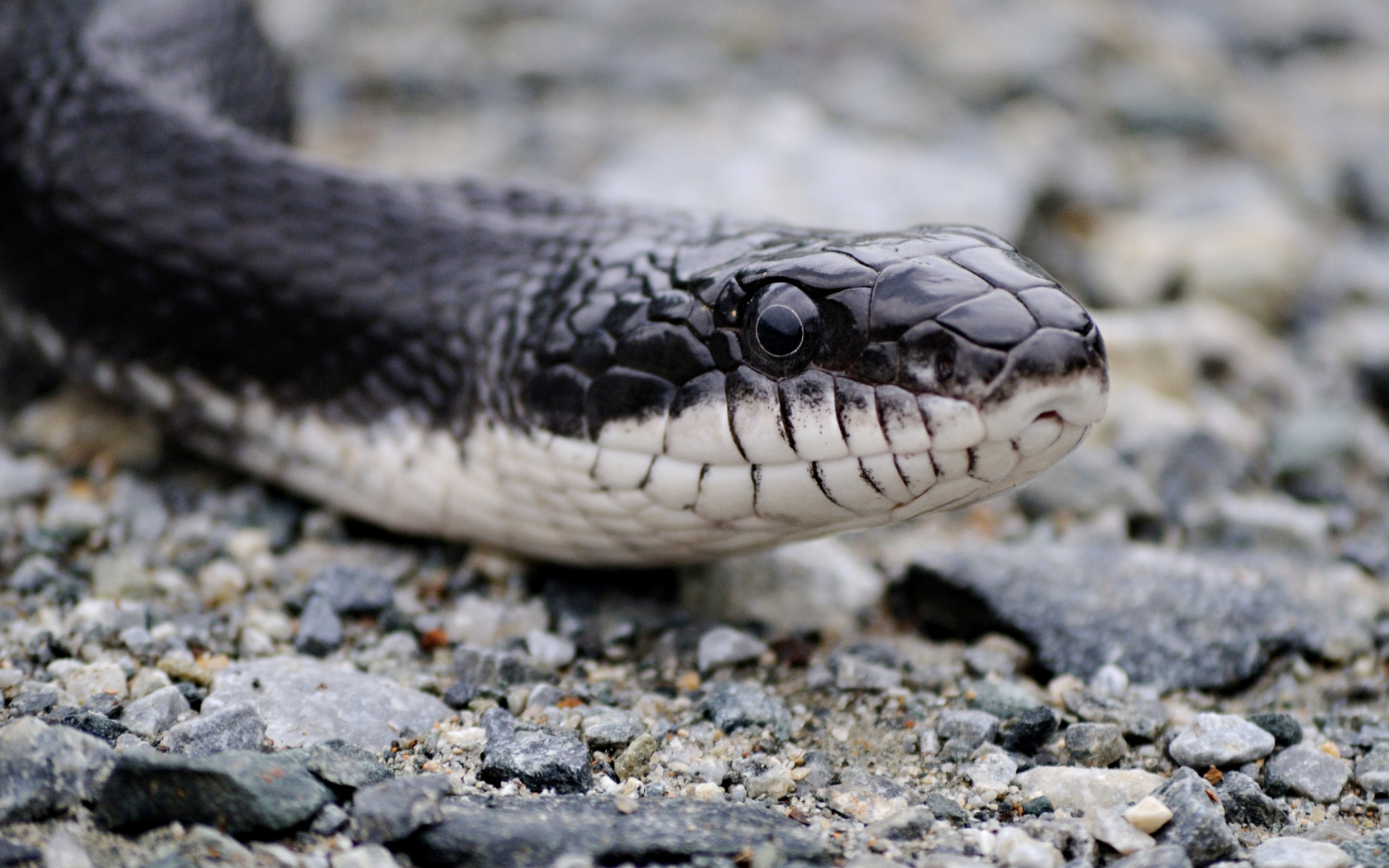 Free download Black rat snake Calypso Photography [2234x1787] for your Desktop, Mobile & Tablet. Explore Black Snake Wallpaper. Cool Snake Wallpaper, Snake Wallpaper, Live Snake Wallpaper