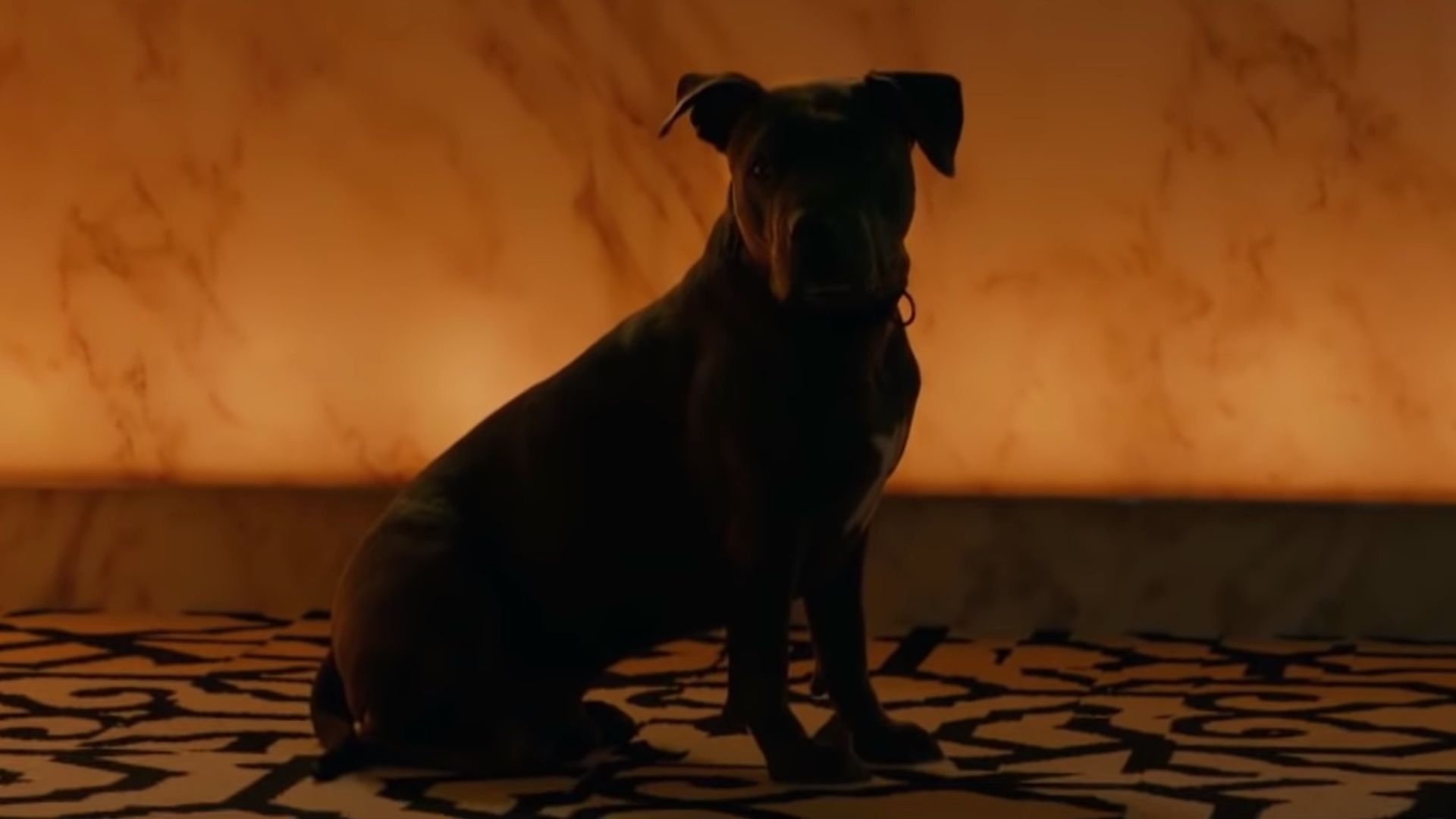 New JOHN WICK: CHAPTER 3 Celebrates National Puppy Day Tale of Two Strays