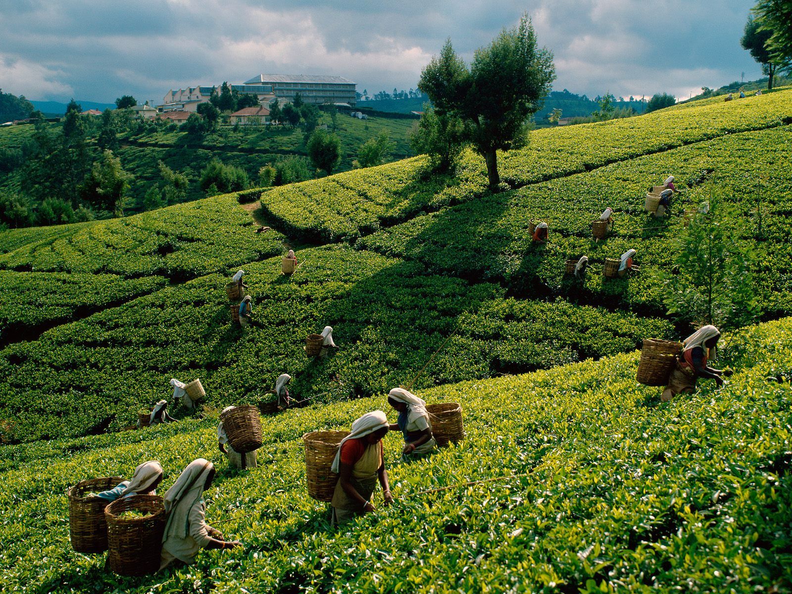 Tea Leaves HD Wallpaper, Tea Leaves Image, New Background