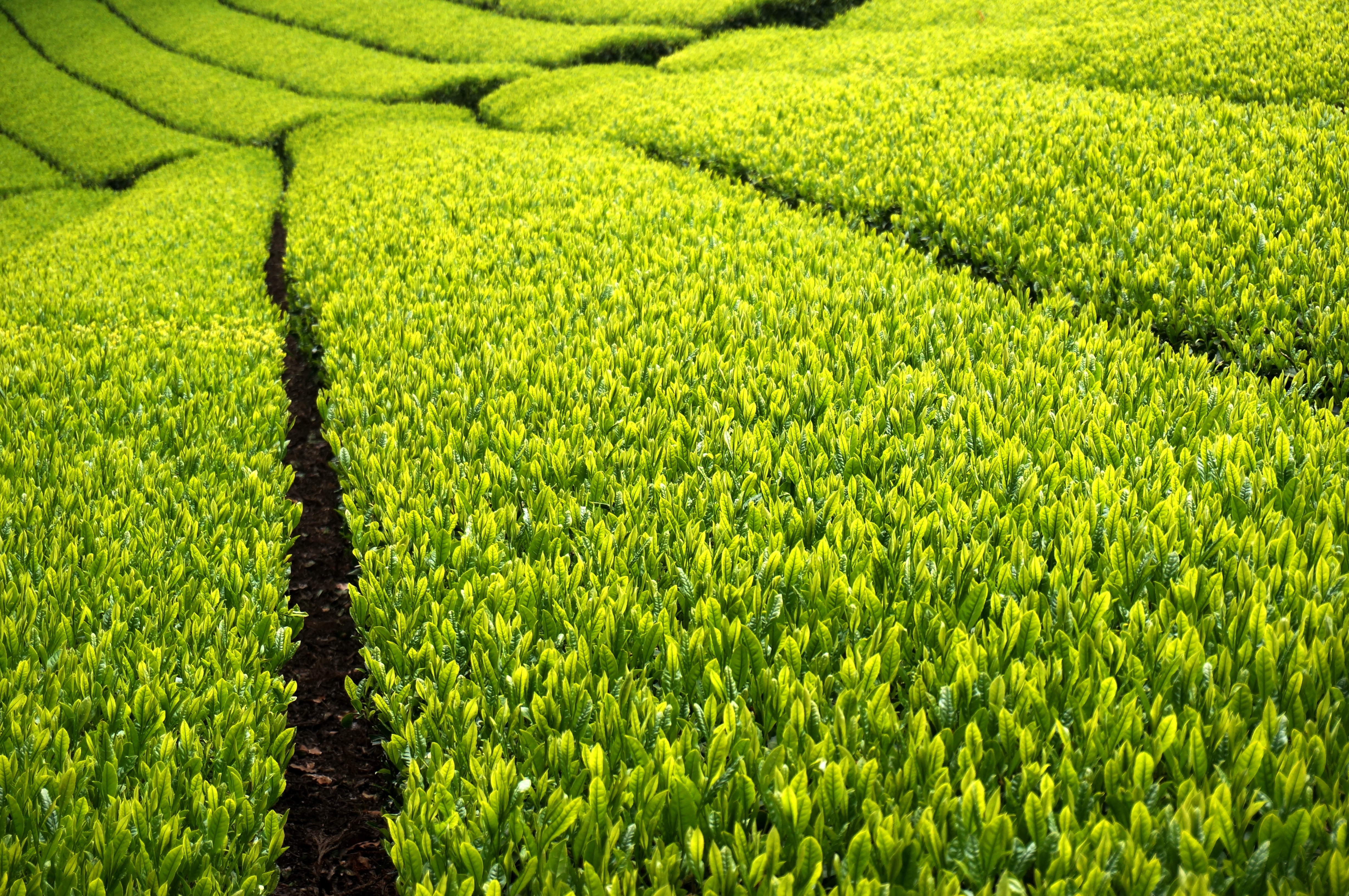 Wallpaper, green, tea, tealeaves, teafield, newlieves 4912x3264