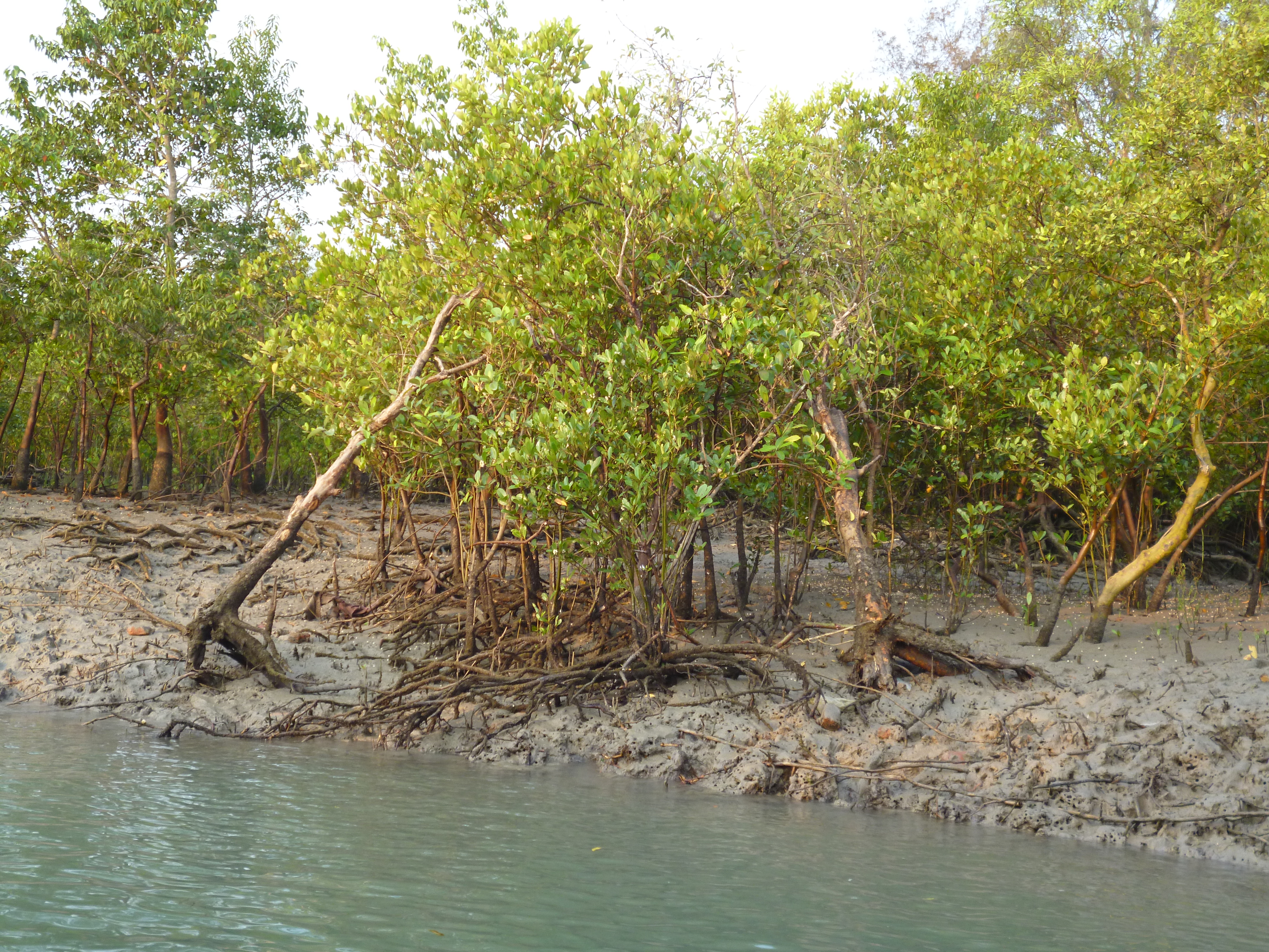 Download Sundarban Forest HD Wallpaper