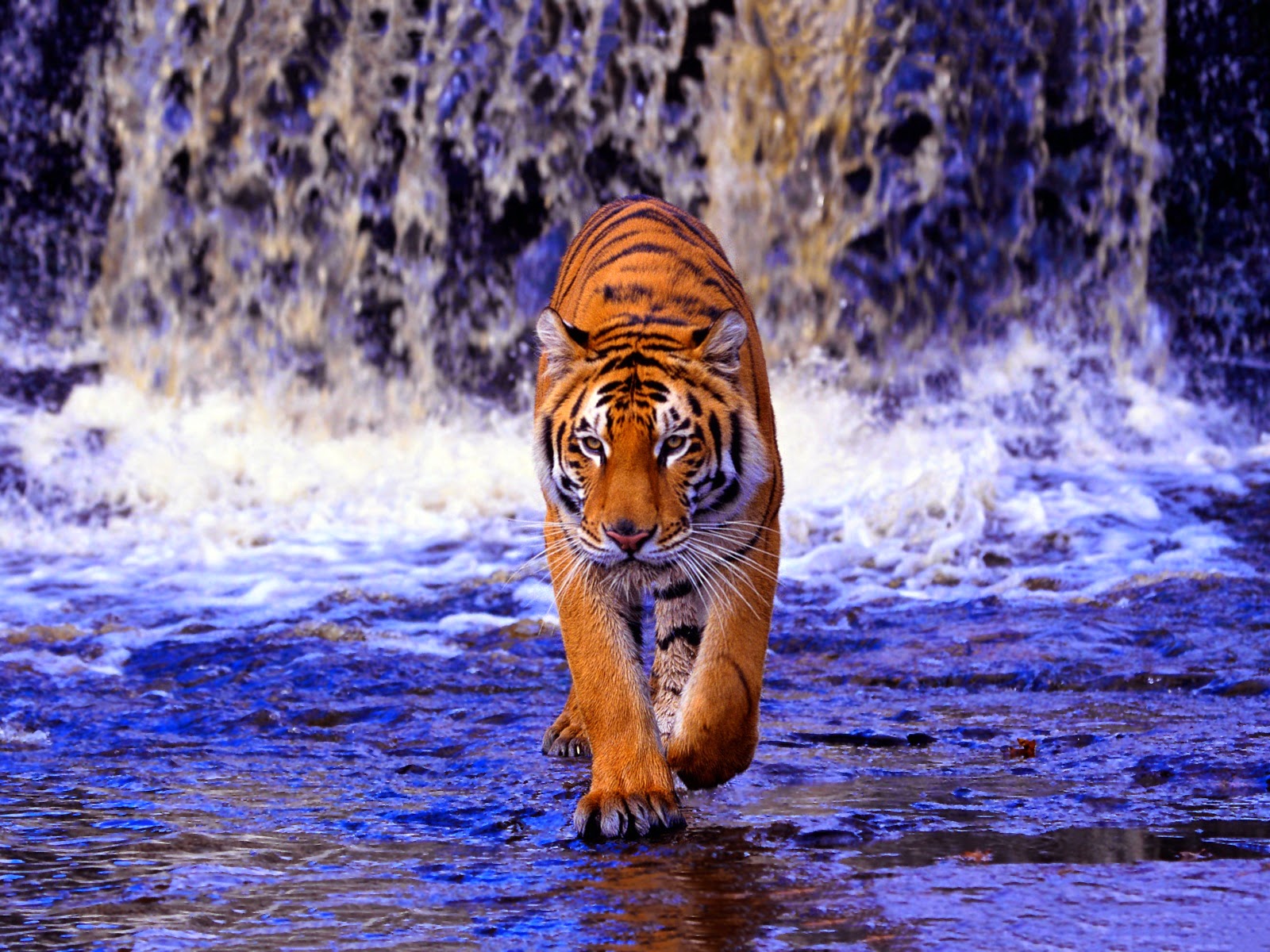 The Sundarban Of Bangladesh: HD Royal Bengal Tigers Wallpaper 1080p