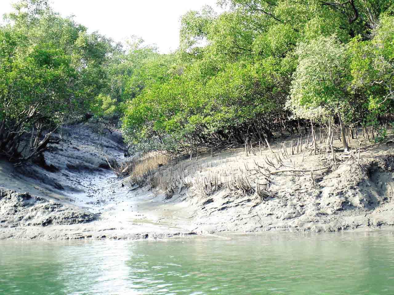 Sundarbans Bangladesh World largest block mangrove forest HD Image view. Bangladesh travel, Mangrove forest, Tourism