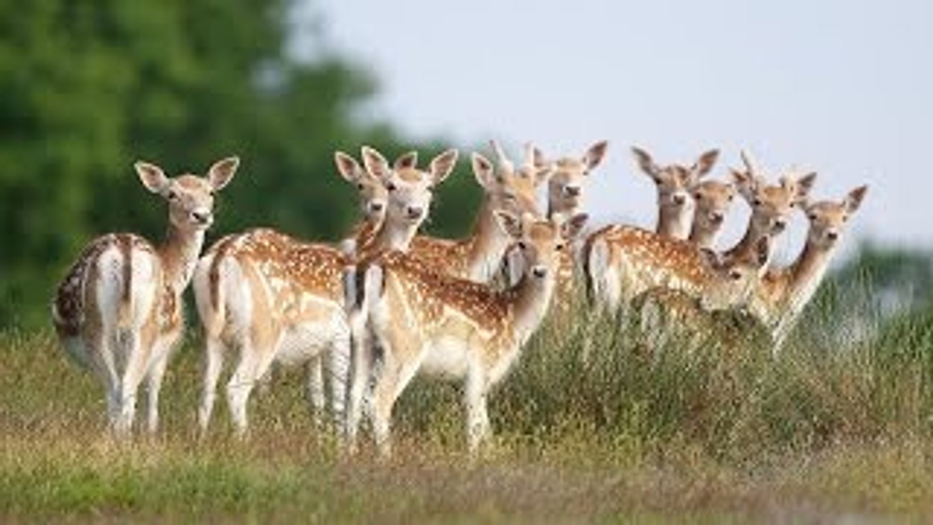 Sundarbans Wallpapers - Wallpaper Cave