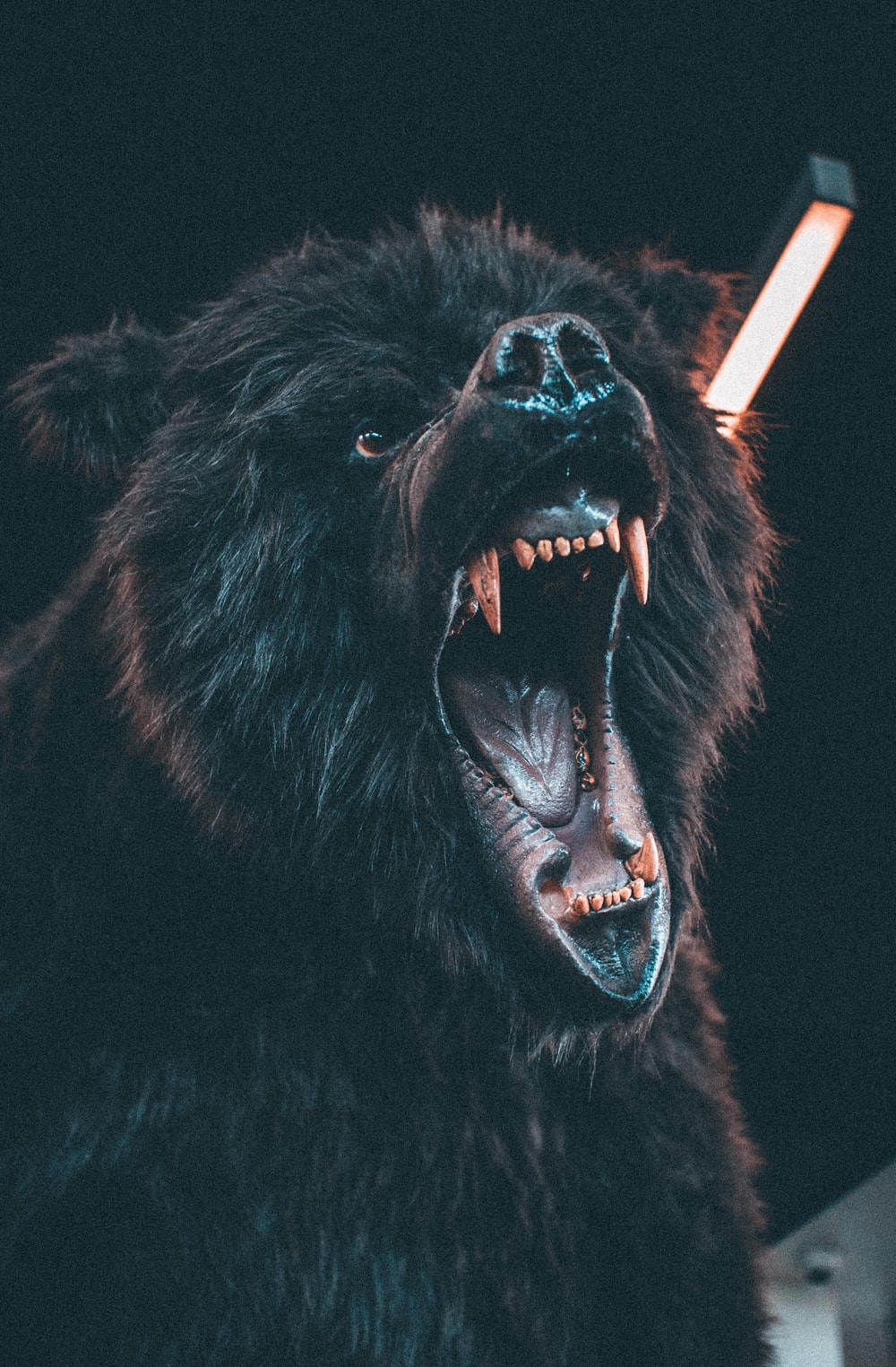 Angry Bear Picture. Download Free Image