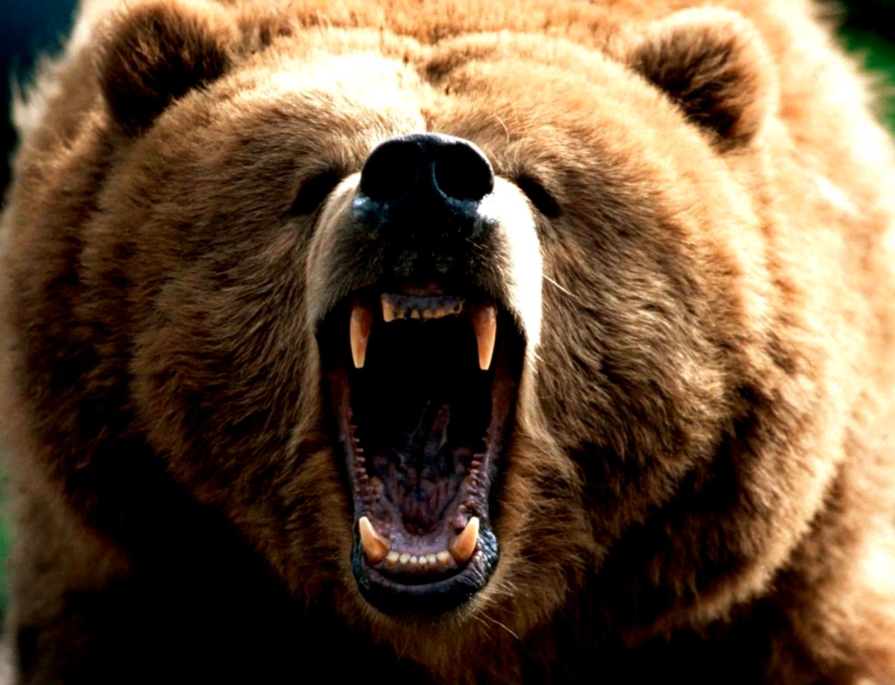 Angry Bear Wallpapers Wallpaper Cave