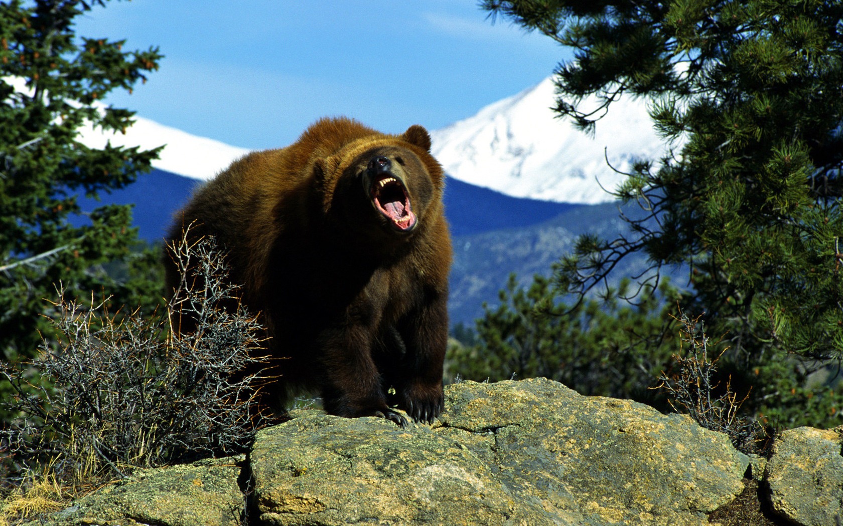 Angry Bear Wallpaper Bears Animals Wallpaper in jpg format for free download
