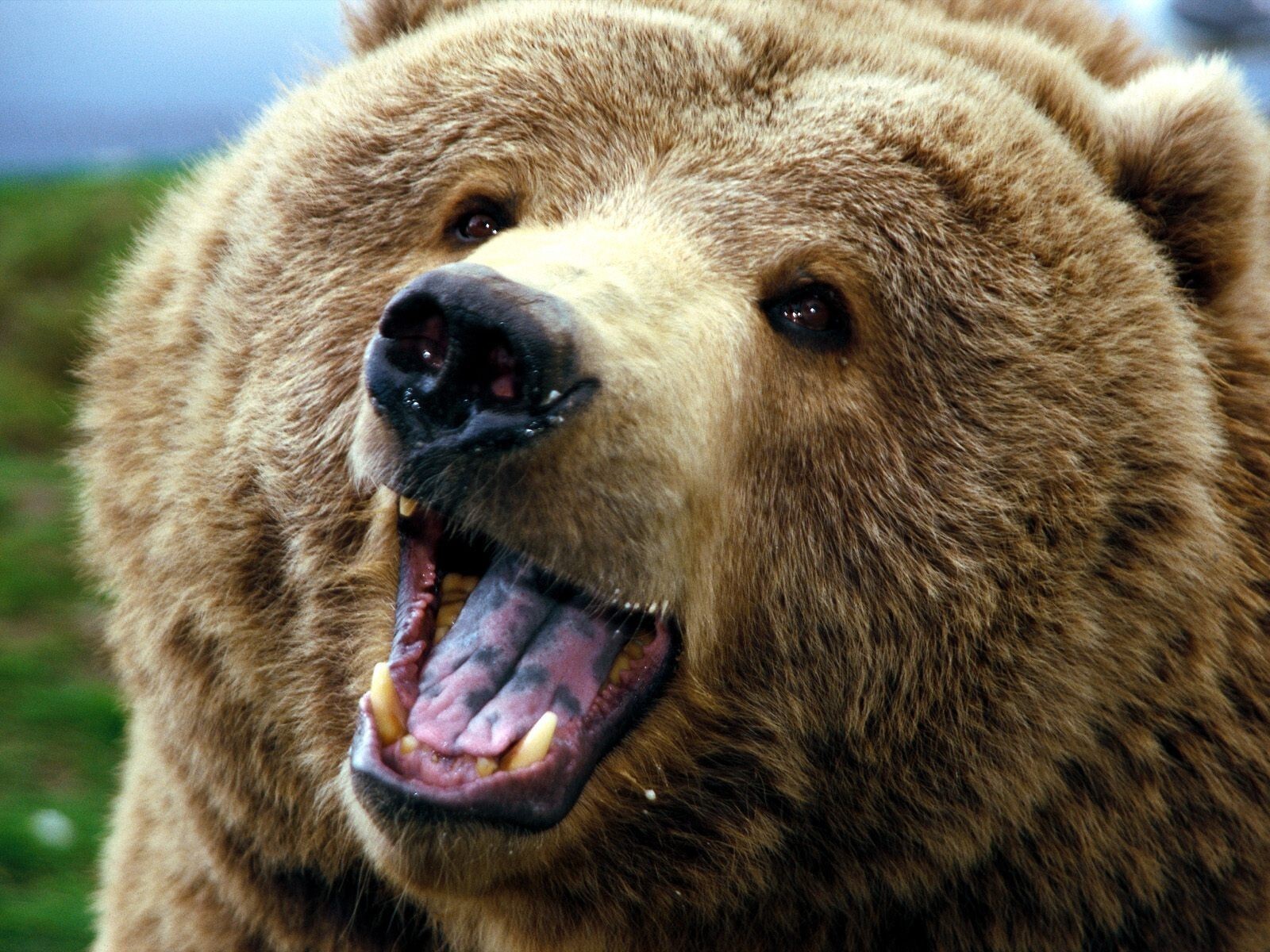 Angry Bear Wallpaper
