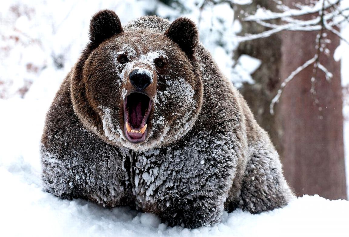 Bear Wallpaper And Background Image Id192445 Bear In Snow