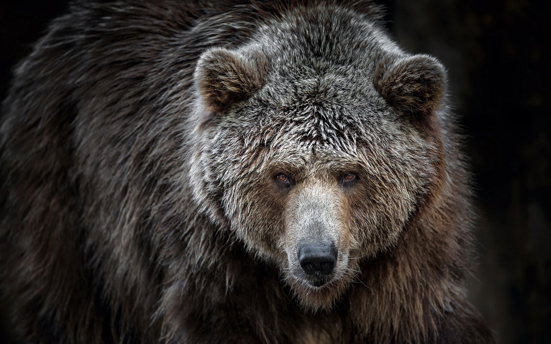 Angry Grizzly Bear Transparent