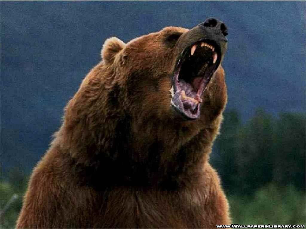 Such Power!. Bear, Grizzly bear wallpaper, Grizzly bear