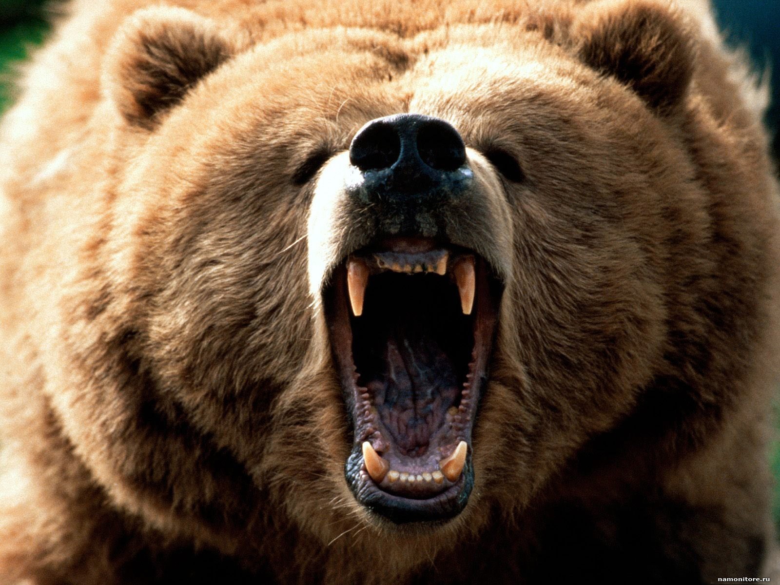 Angry Bear Attacked Bear HD HD Wallpaper
