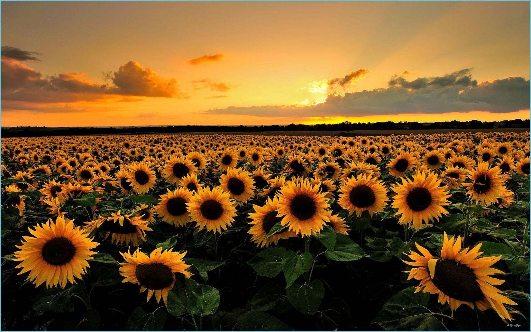 Sunflower Sunset Wallpaper Phone For Desktop Wallpaper Papel De