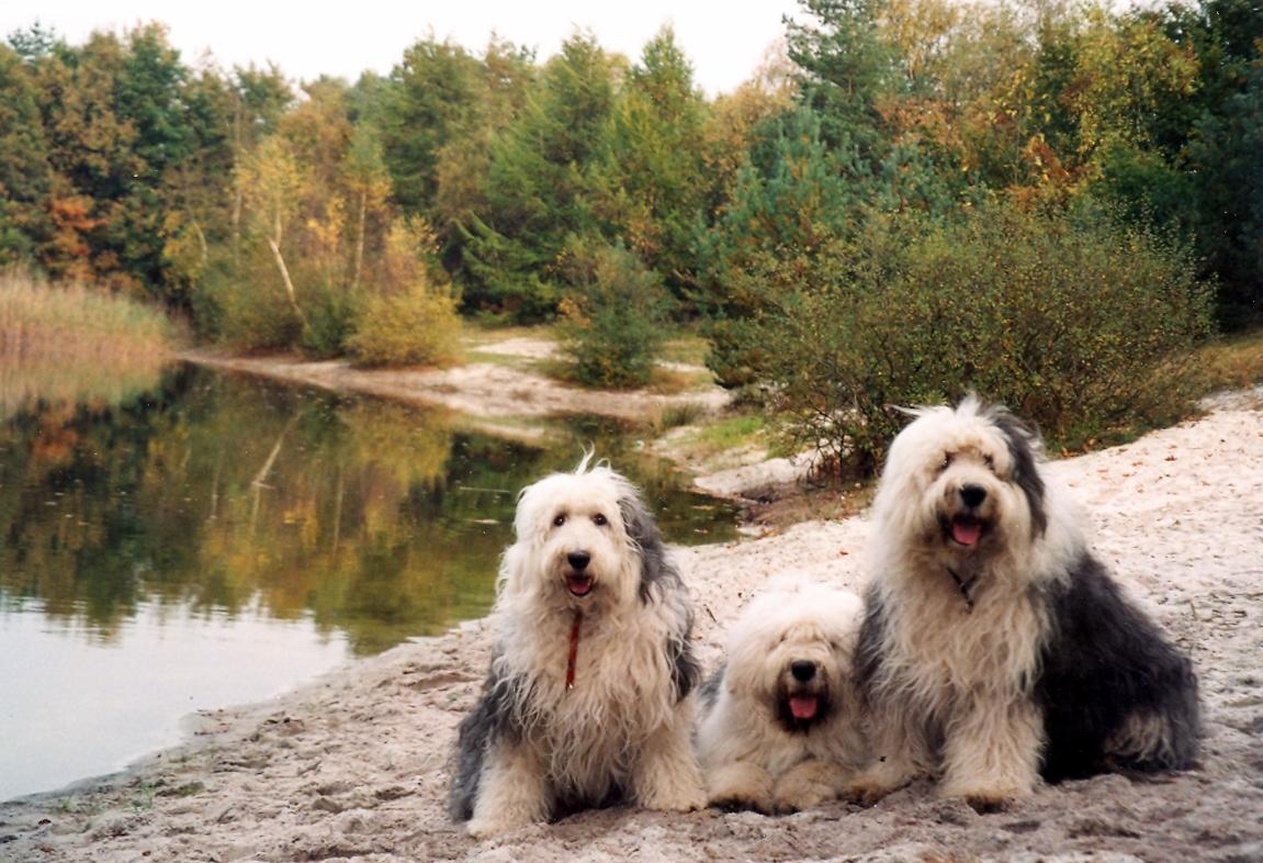 Animal Old English Sheepdog 4k Ultra HD Wallpaper