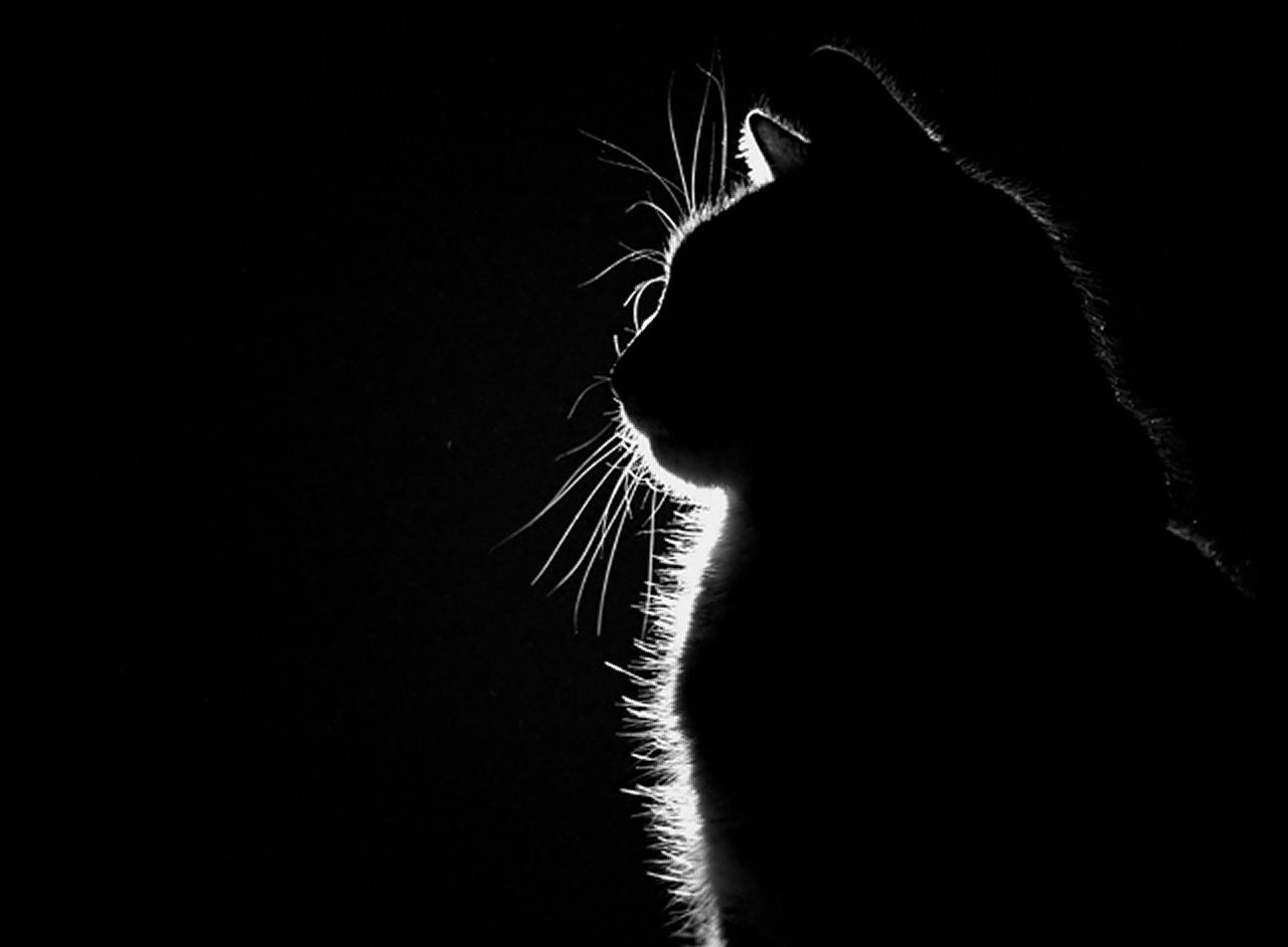 Free download cats silhouette sitting HD Wallpaper Animals Zoo 933084 [1280x942] for your Desktop, Mobile & Tablet. Explore Cat Silhouette Wallpaper. Silhouette Wallpaper for Walls, Tree Silhouette Wallpaper, Woman Silhouette Wallpaper