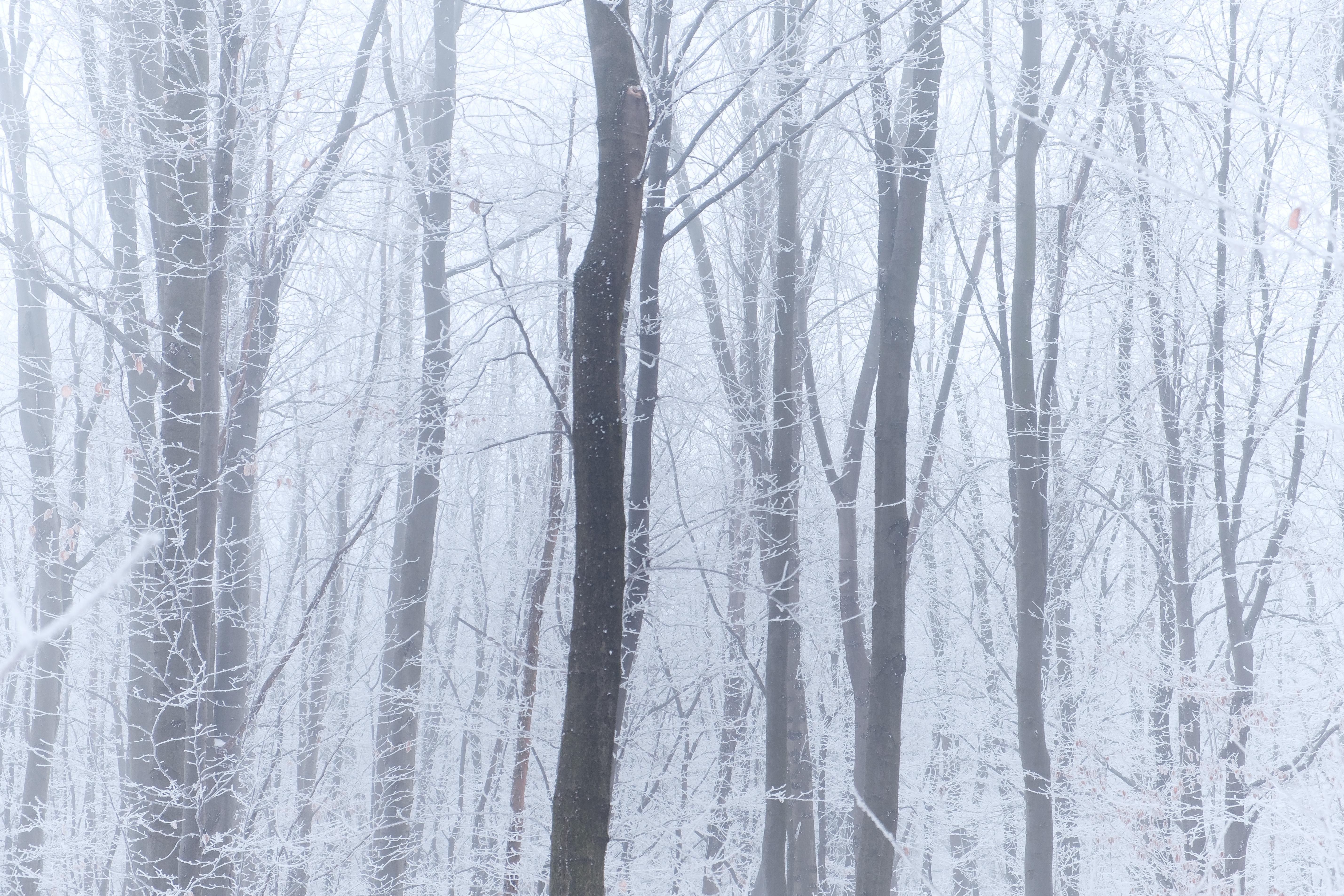 Foggy Winter Forest, Hungary 4K wallpaper