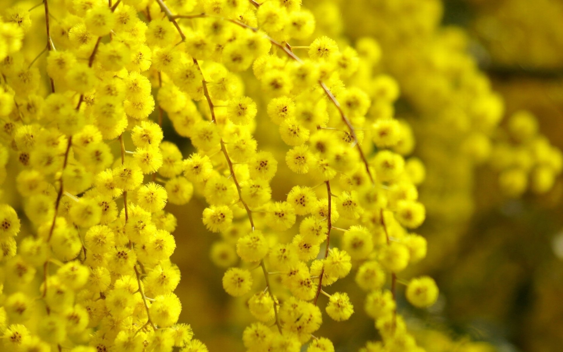 Wattle HD Wallpaper and Background Image
