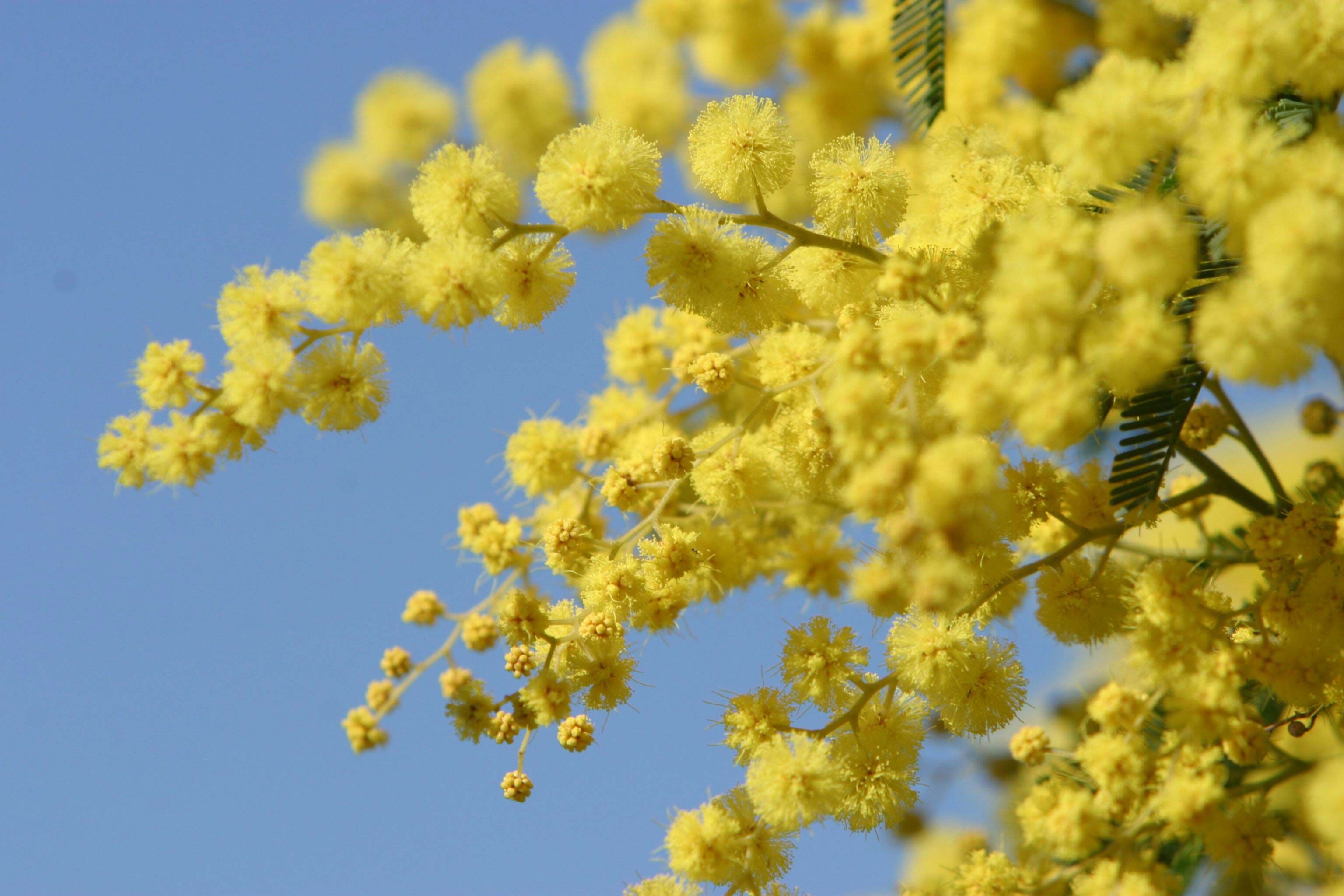 Australia's National flower, Golden Wattle. Wallpaper background, Background image, Full HD picture