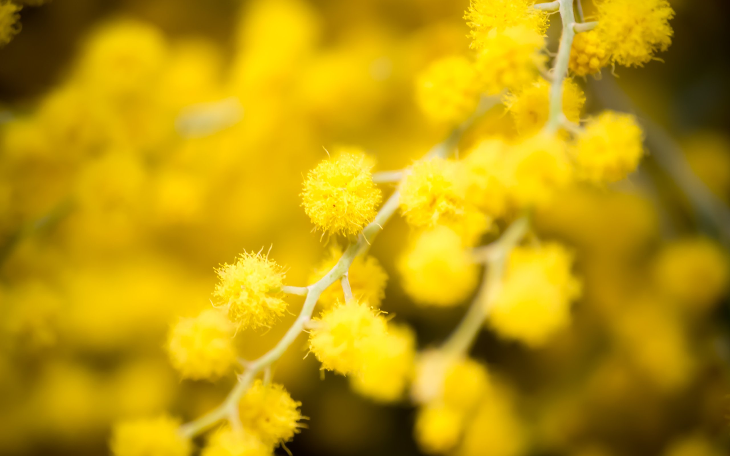 Golden Wattle HD Wallpaper and Background Image