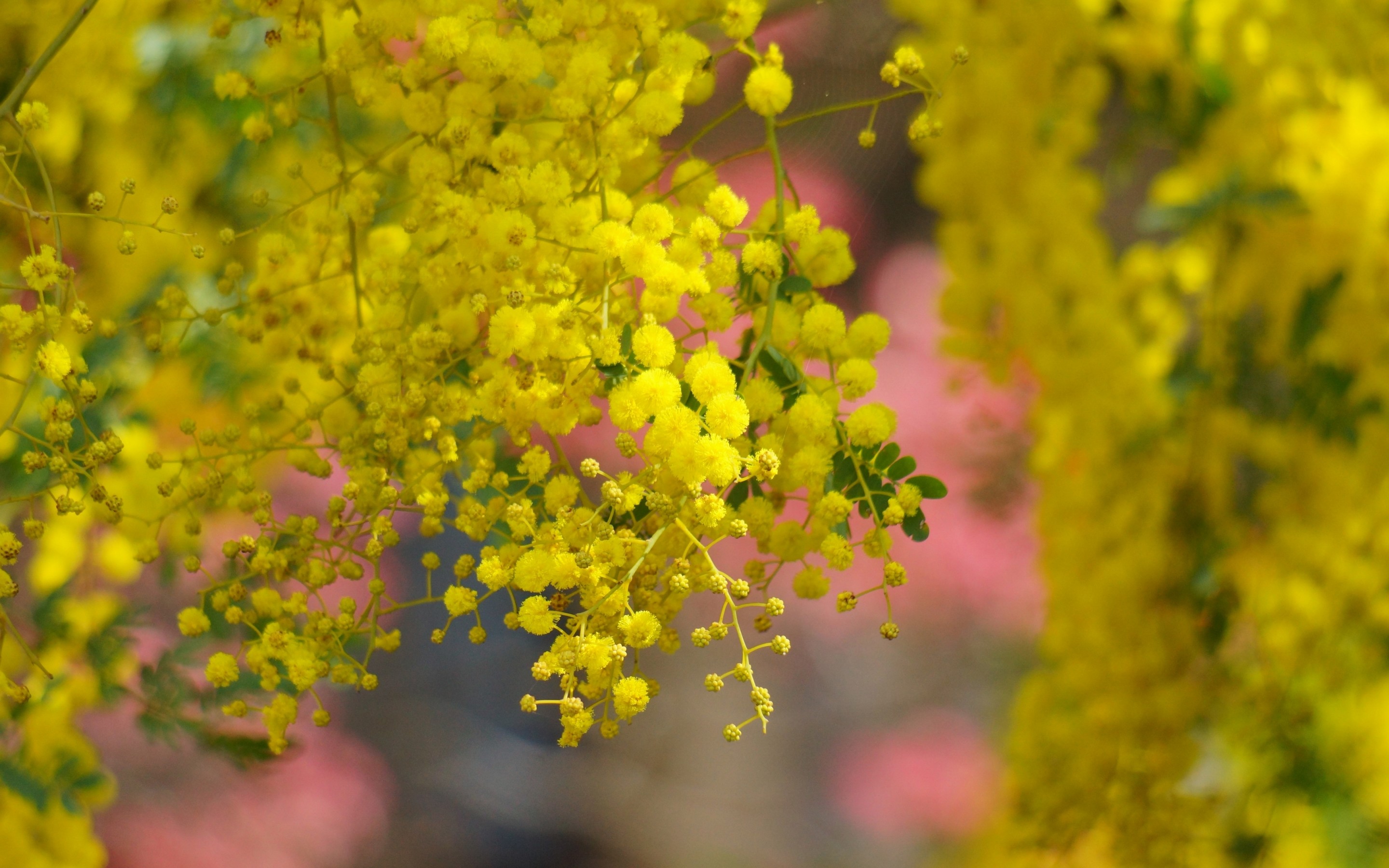 Golden Wattle HD Wallpaper and Background Image