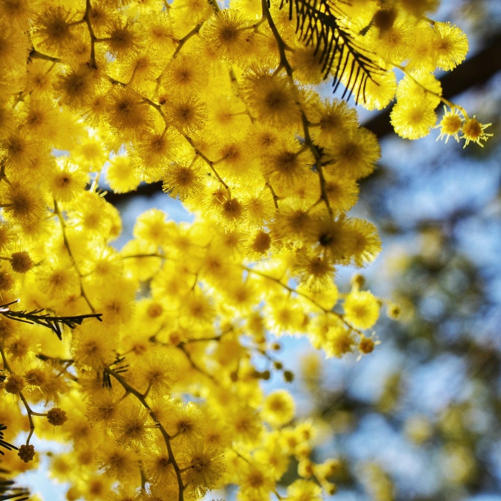 Wattle Picture. Download Free Image