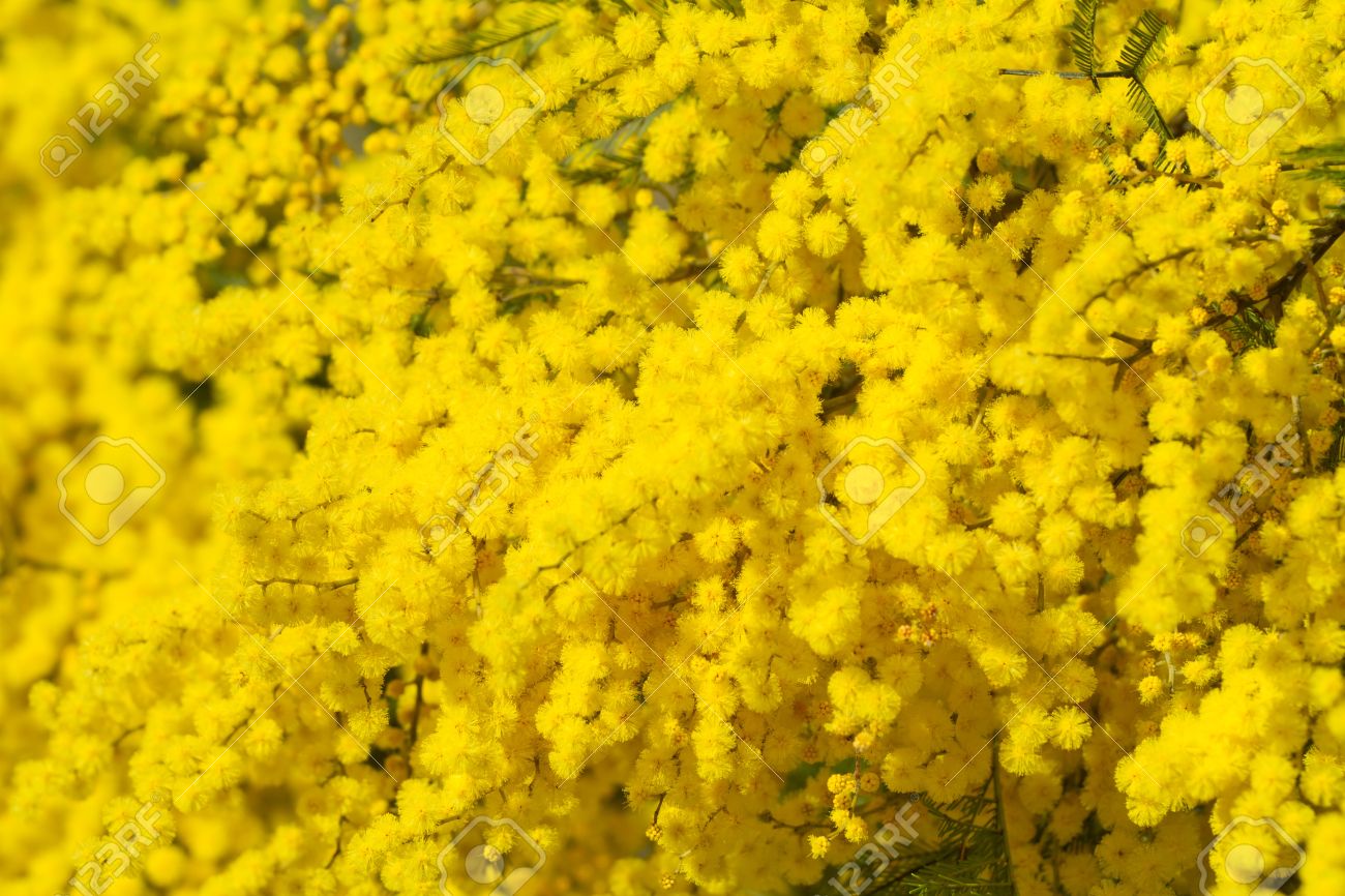 Most viewed Golden Wattle wallpaperK Wallpaper