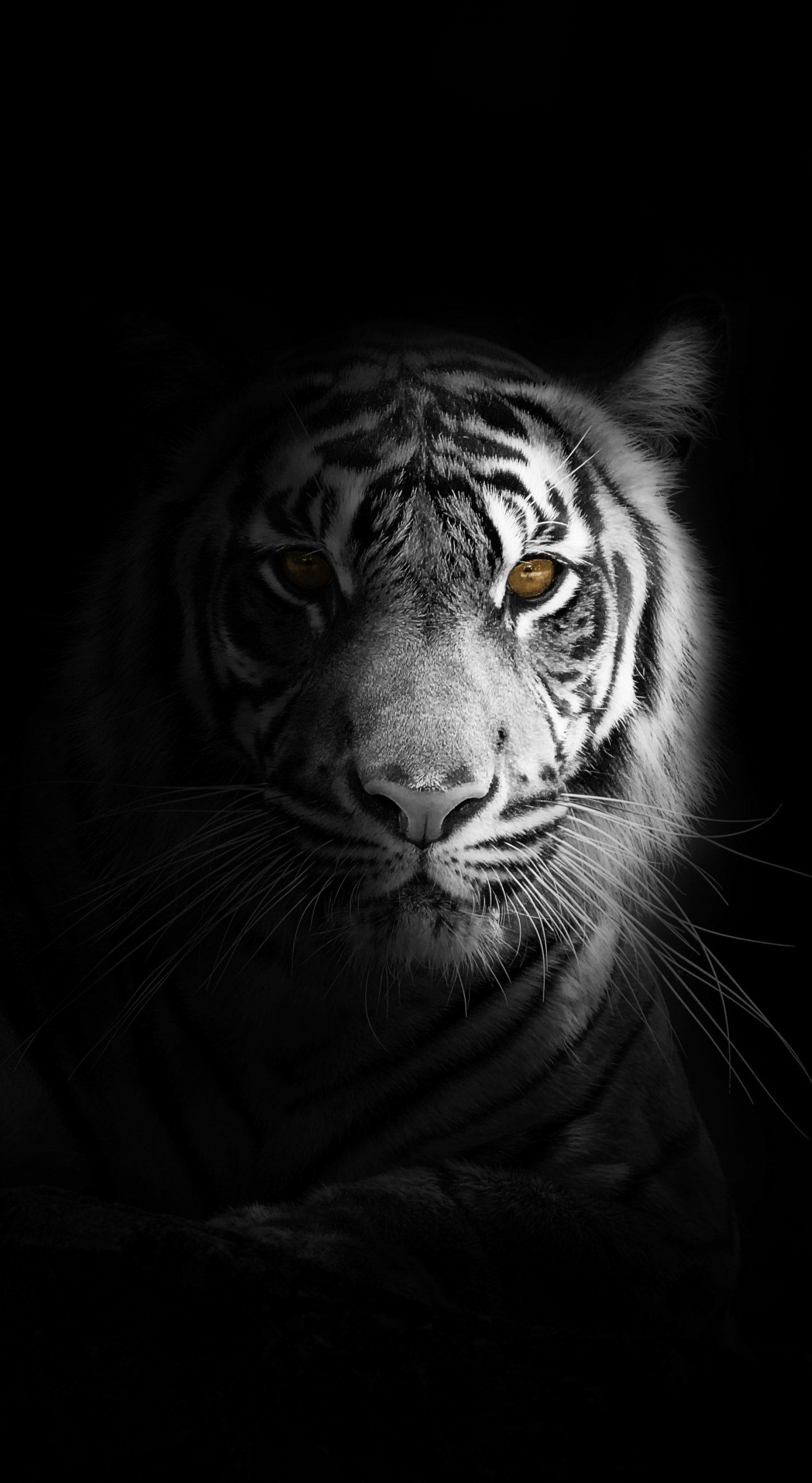 Download 1440x2630 wallpaper portrait, minimal, white tiger, dark, samsung galaxy note 1440x2630 HD image, background, 20868