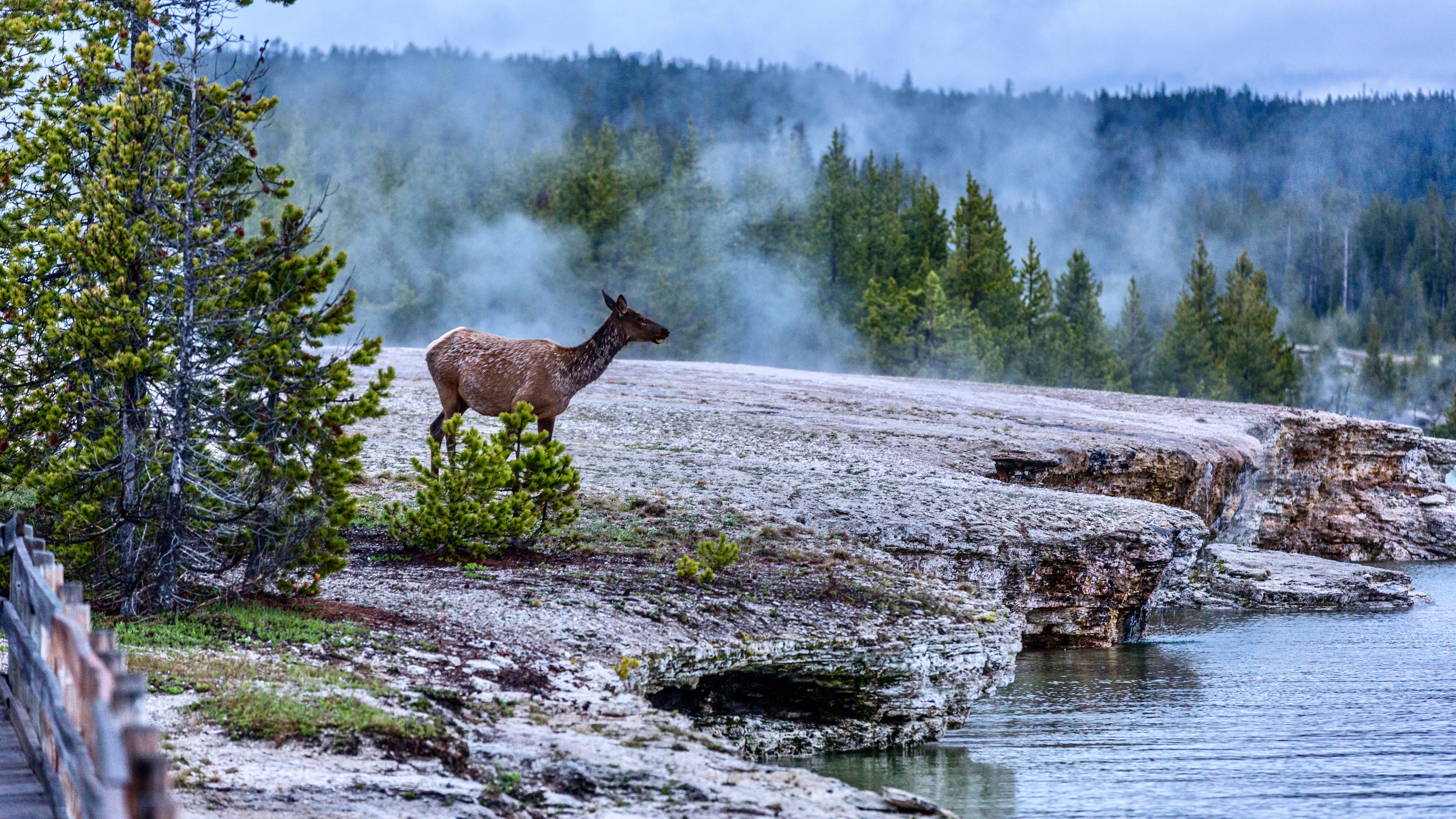 Wallpaper Deer, trees, fog, Yellowstone National Park, USA 5120x2880 UHD 5K Picture, Image