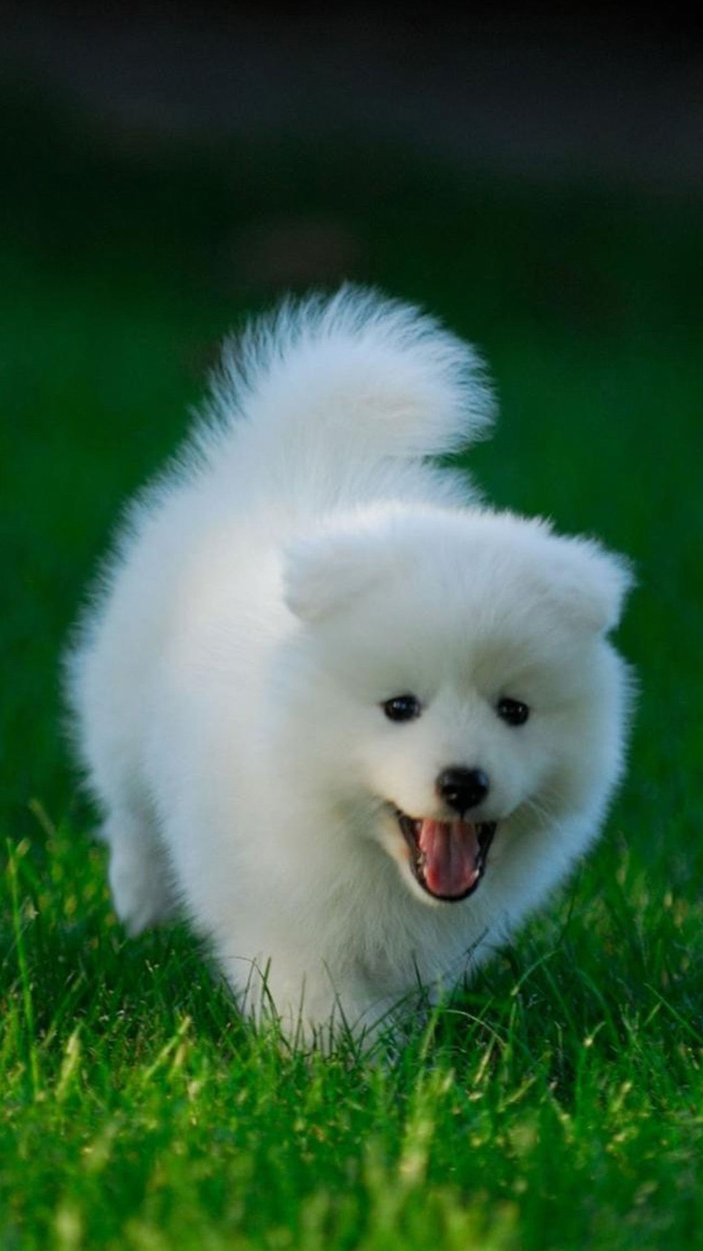 Very Cute White Puppy Wallpaper