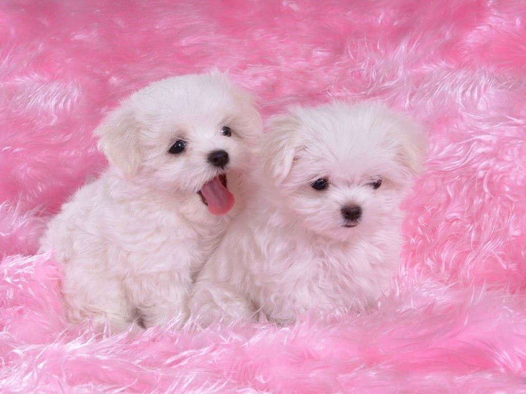 Cute Puppy Puppies Wallpaper 03. Cute Puppy Wallpaper, Cute Dogs And Puppies, Cute Dogs
