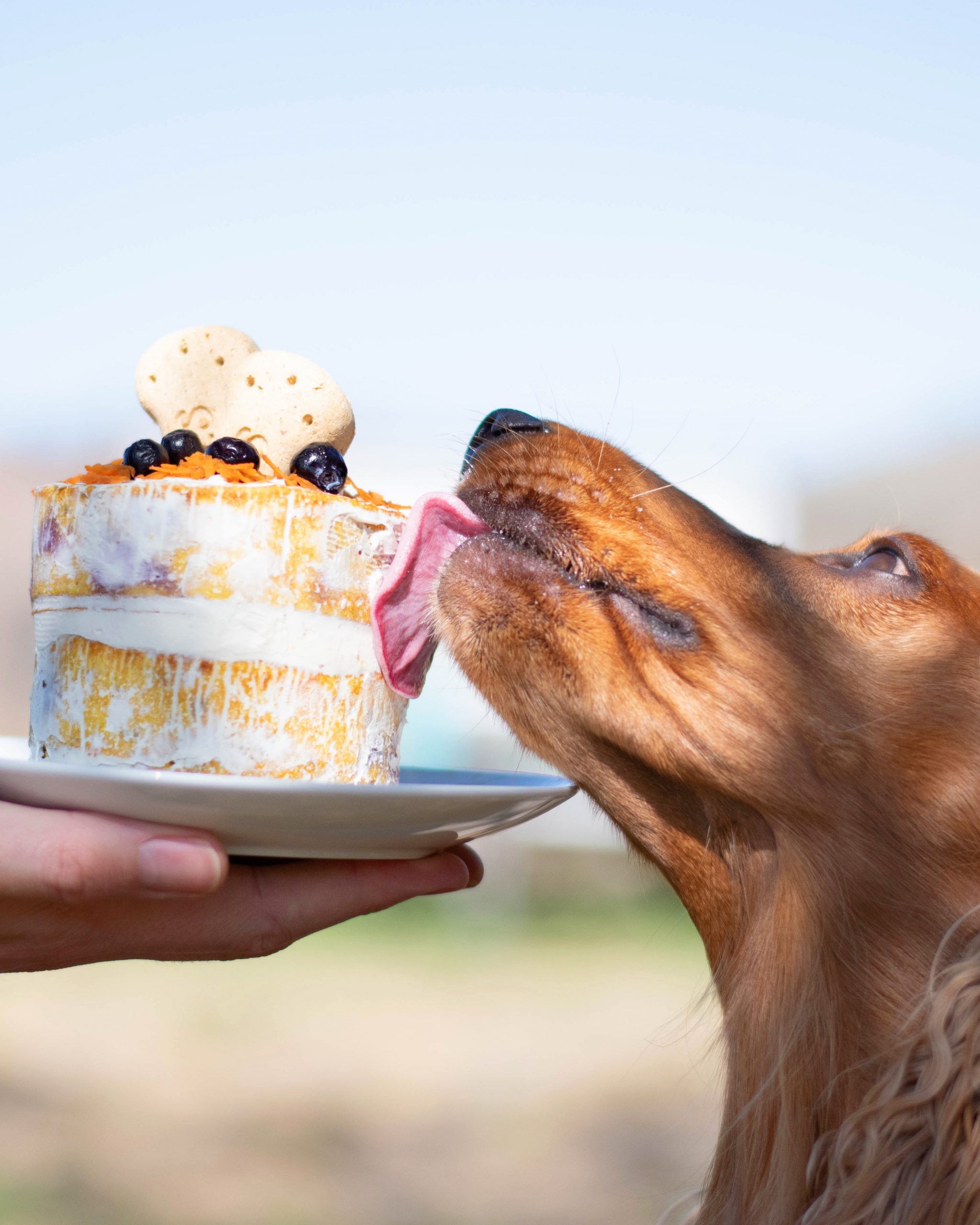 Dog cake clearance no peanut butter