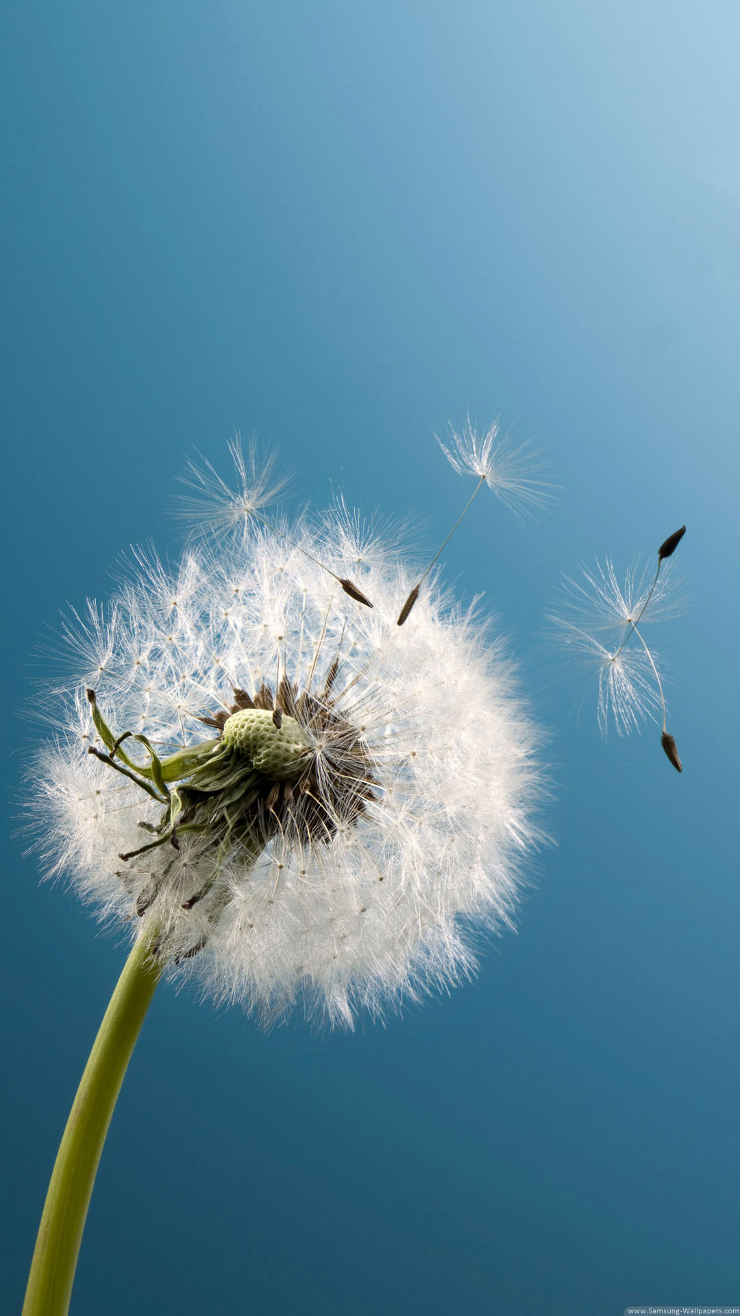 Dandelion Wind Blow iPhone 6 Plus HD Wallpaper HD